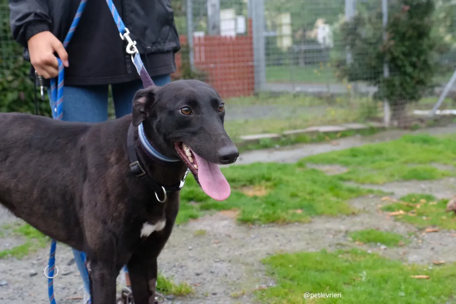 lauren adozione greyhound 1