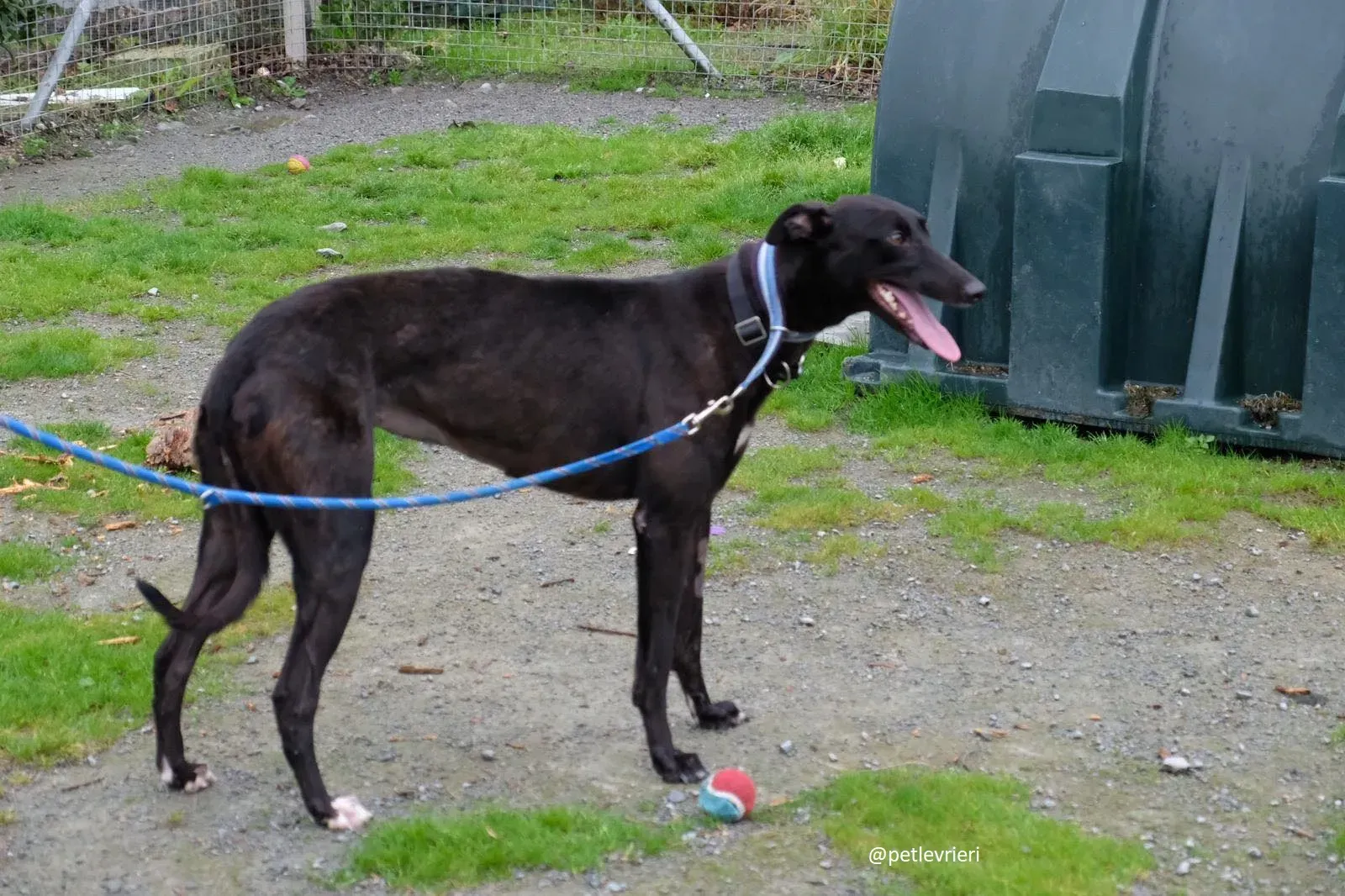 lauren adozione greyhound 10