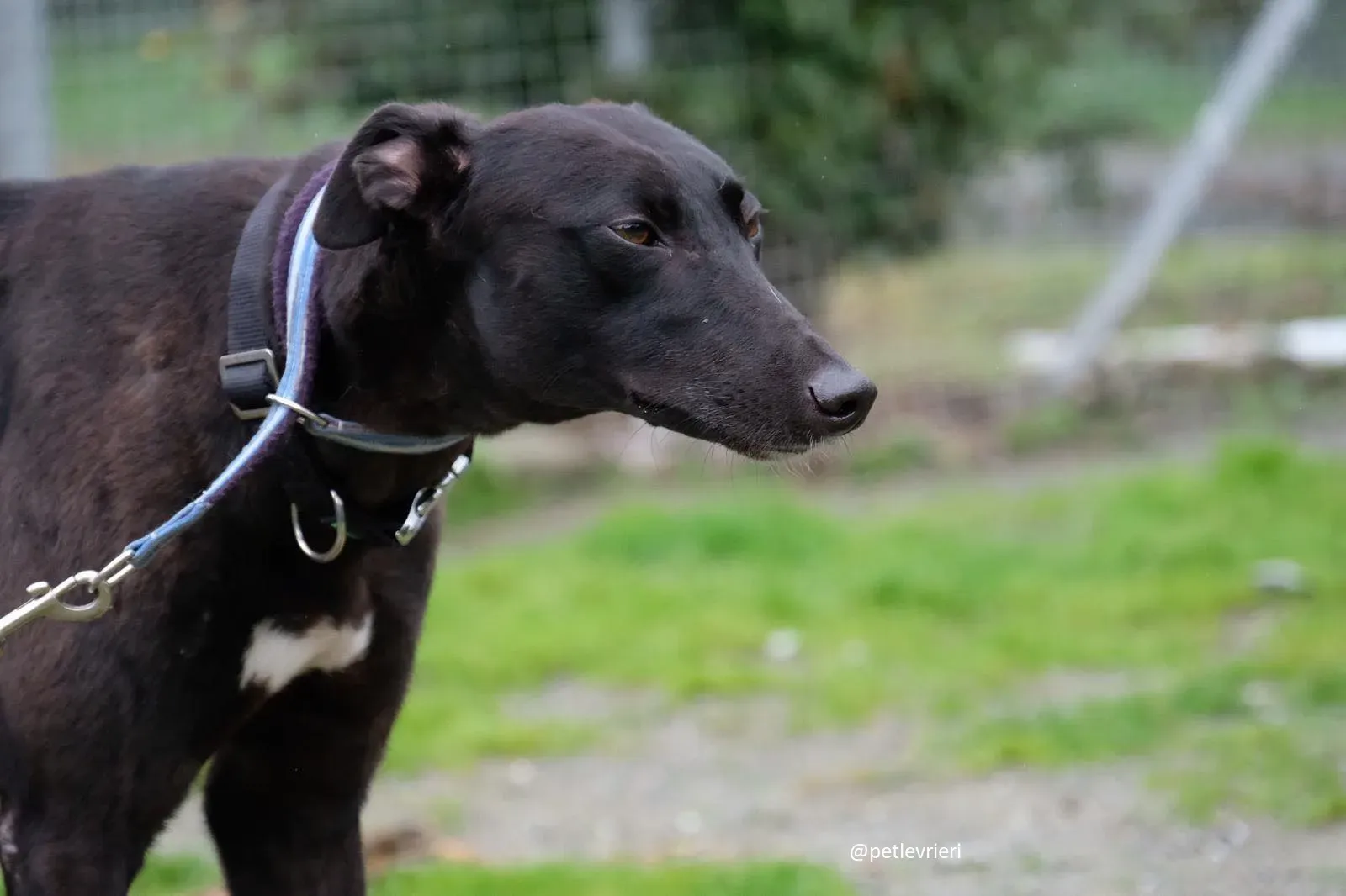 lauren adozione greyhound 11