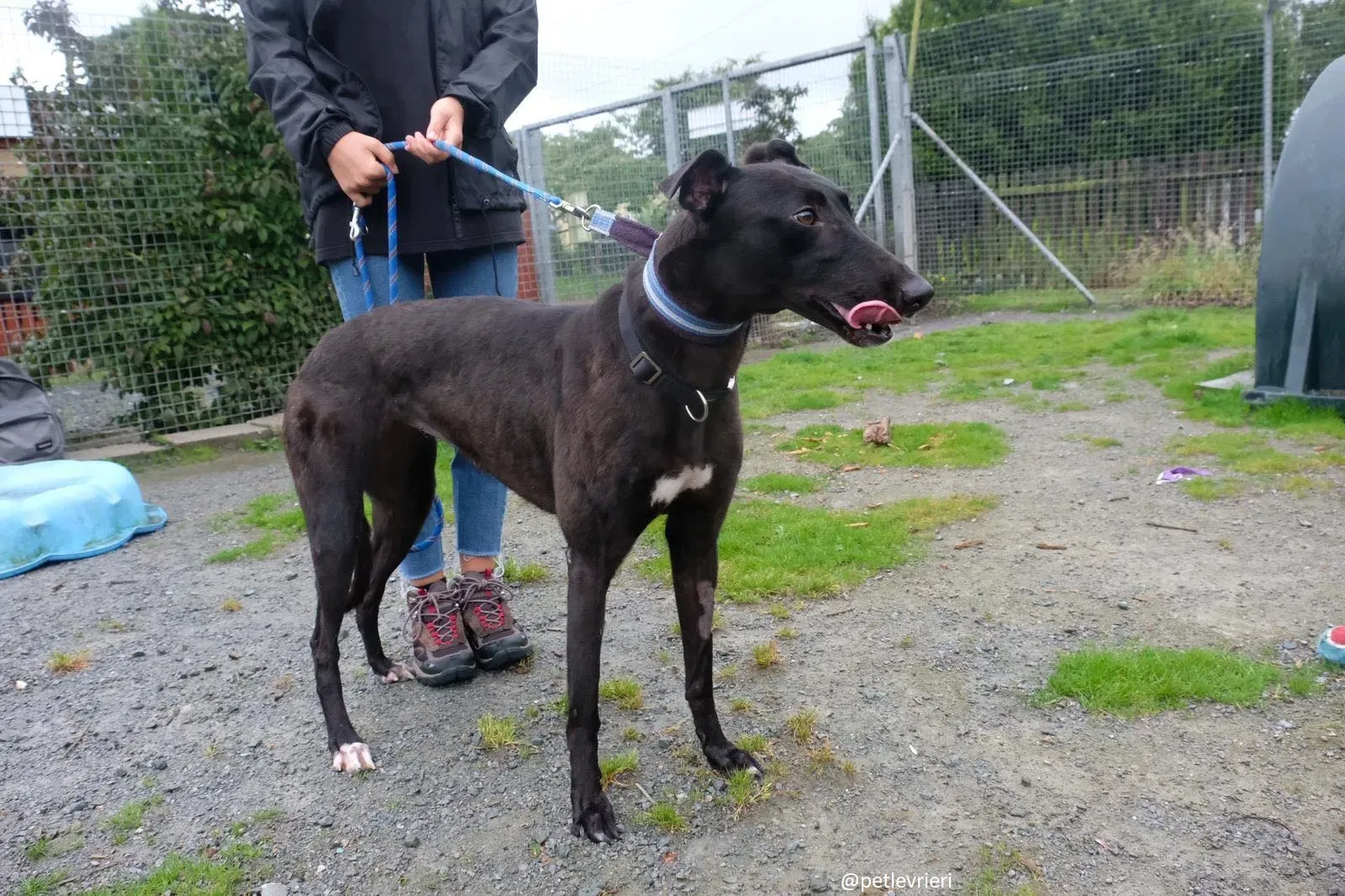 lauren adozione greyhound 2