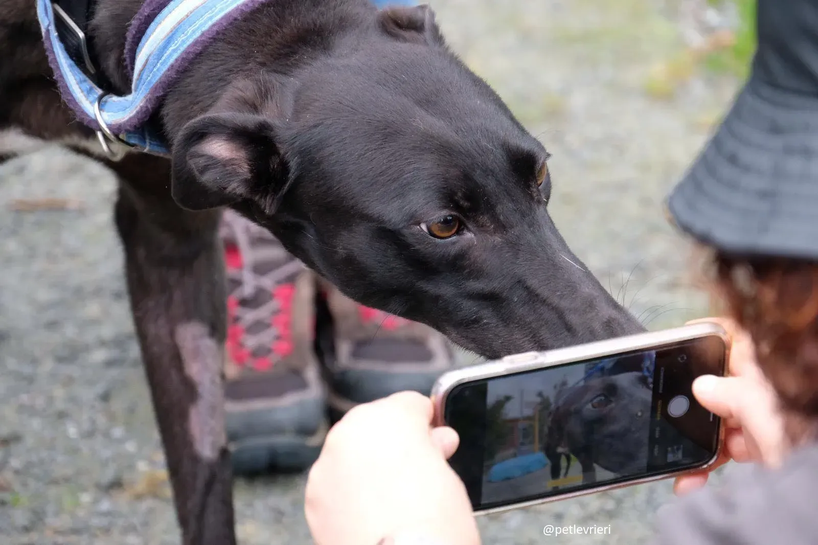 lauren adozione greyhound 4