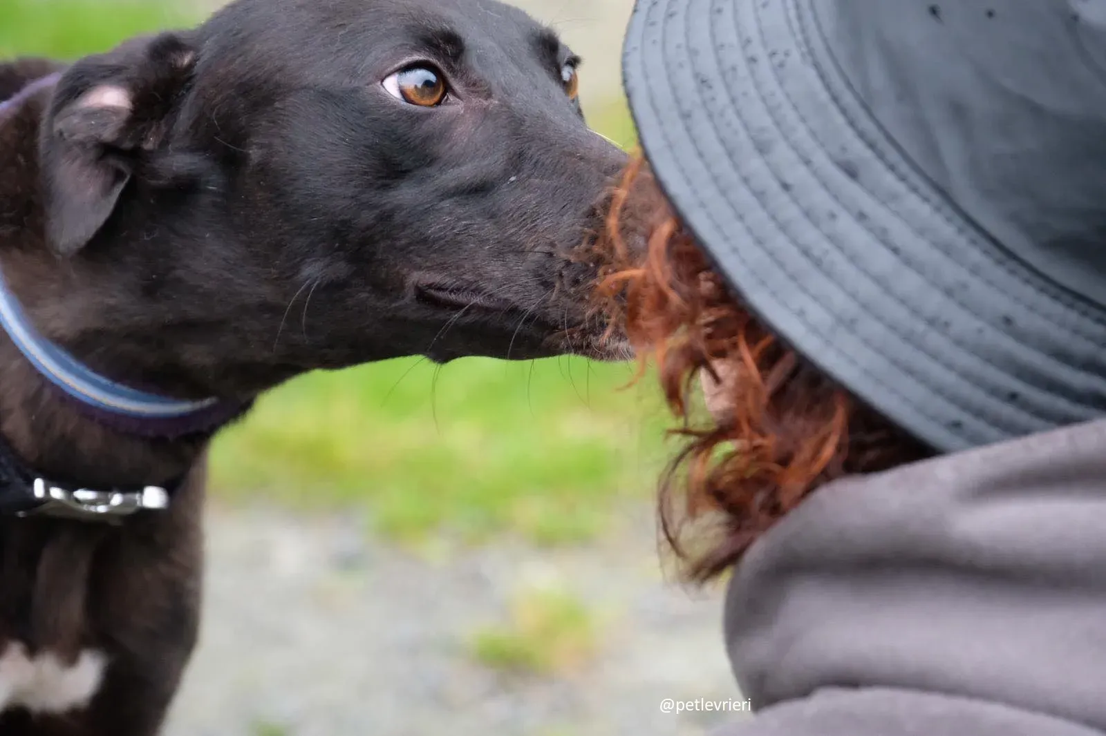 lauren adozione greyhound 5