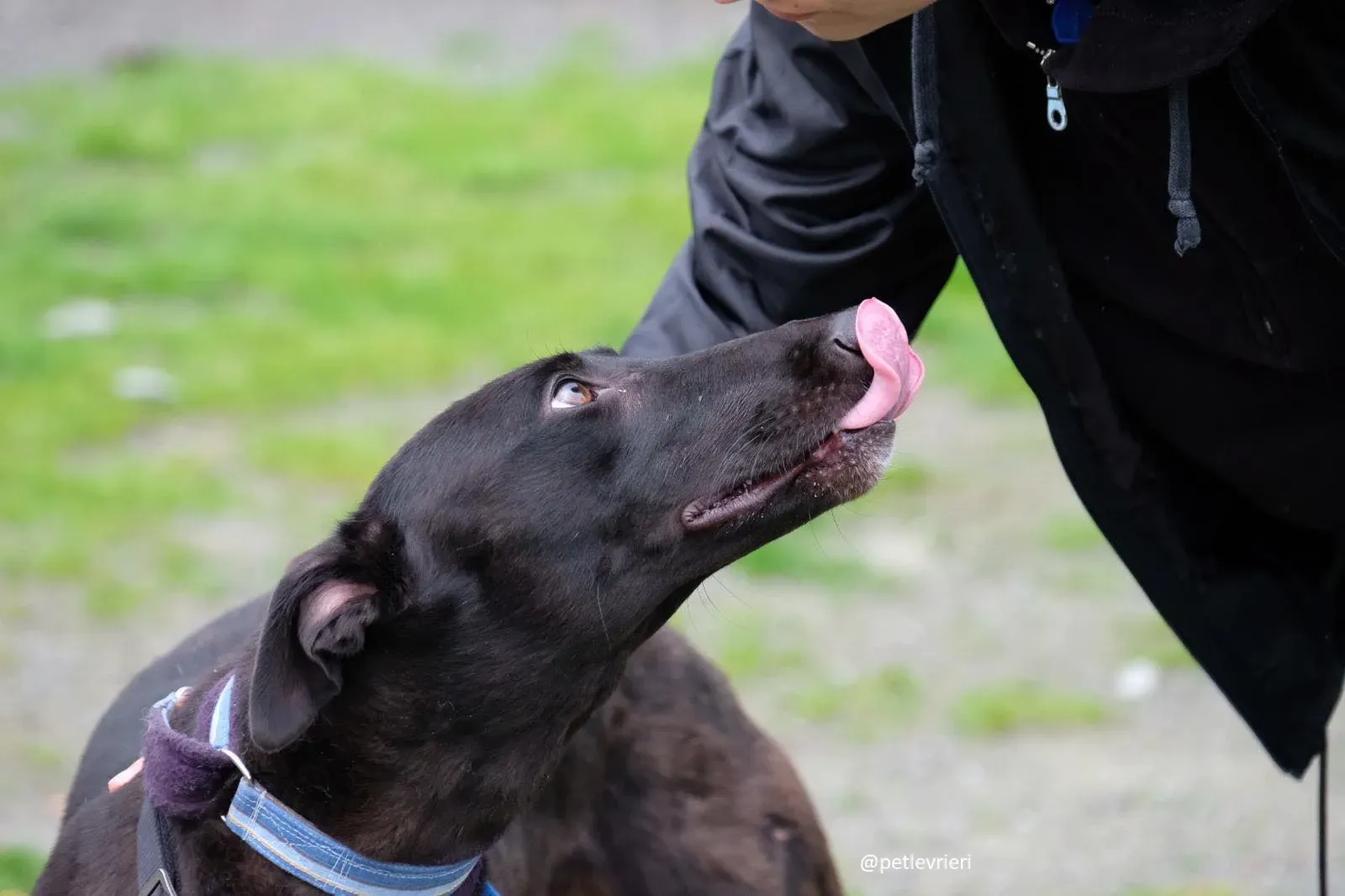 lauren adozione greyhound 6