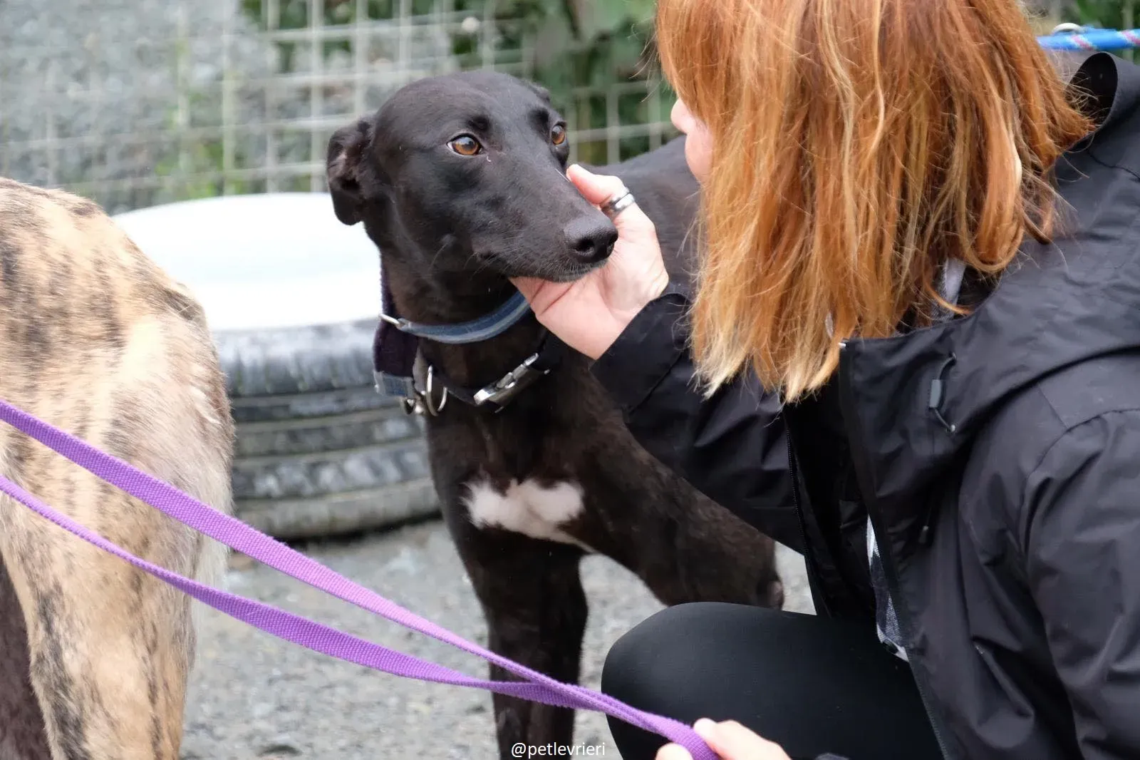 lauren adozione greyhound 7