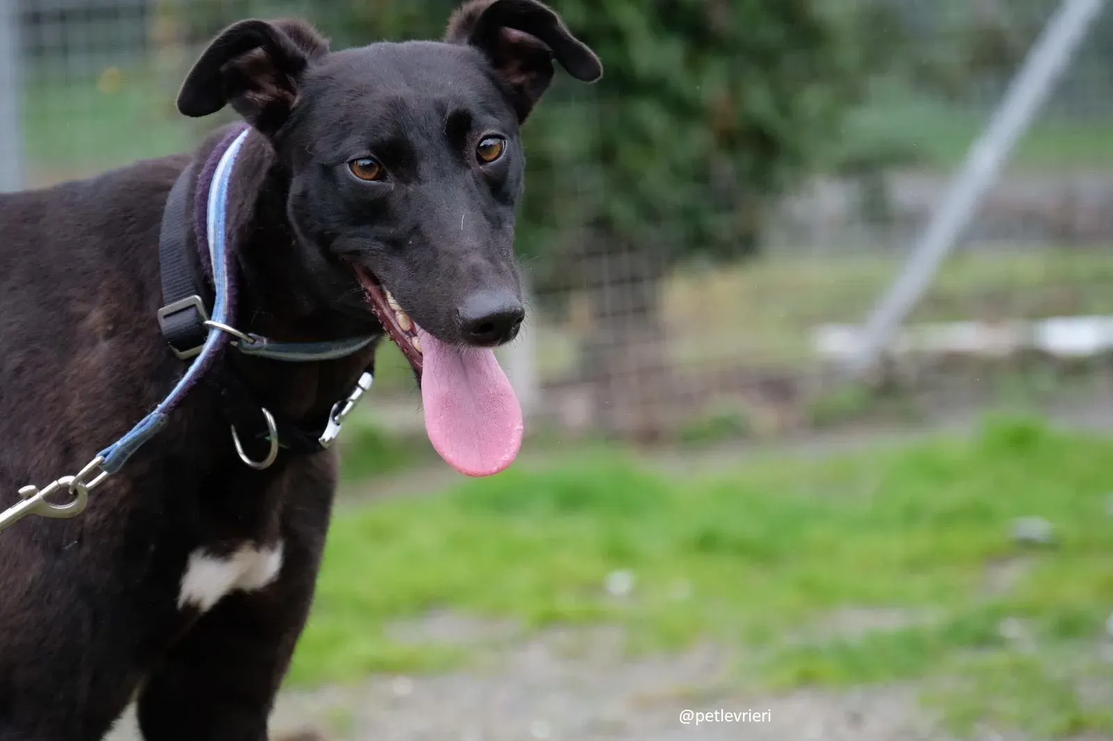 lauren adozione greyhound 8