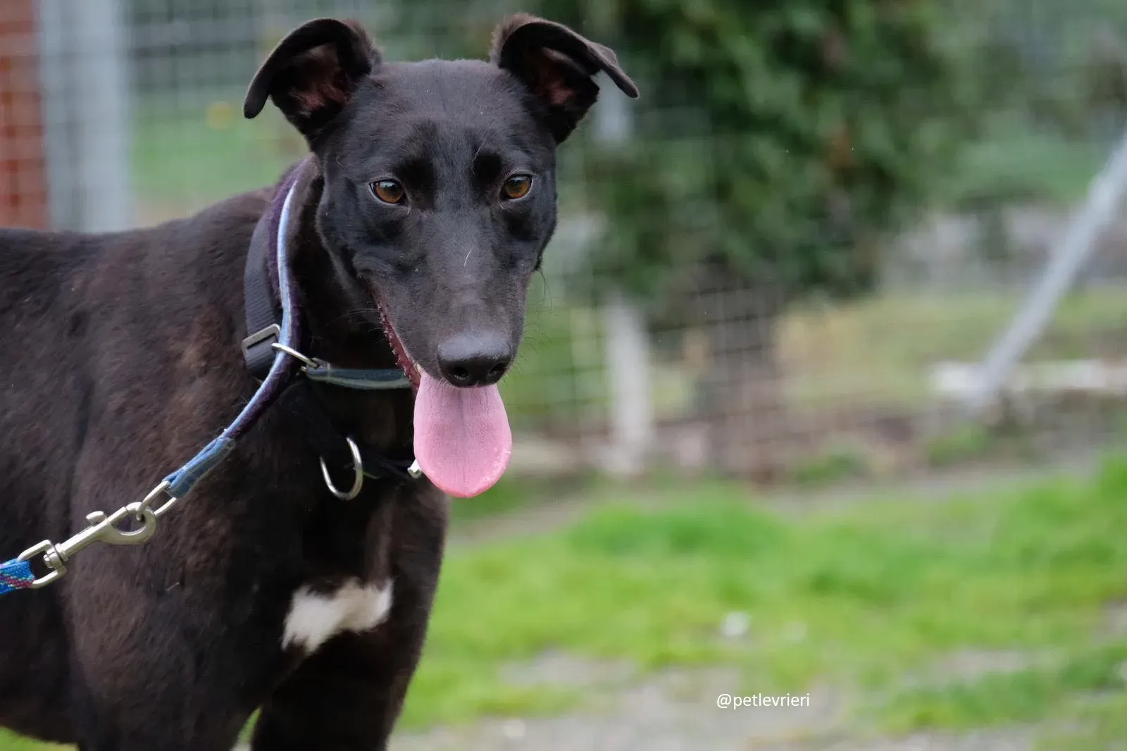 lauren adozione greyhound 9