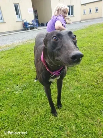 lauren adozione levrieri greyhound 3