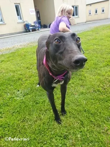 lauren adozione levrieri greyhound 6