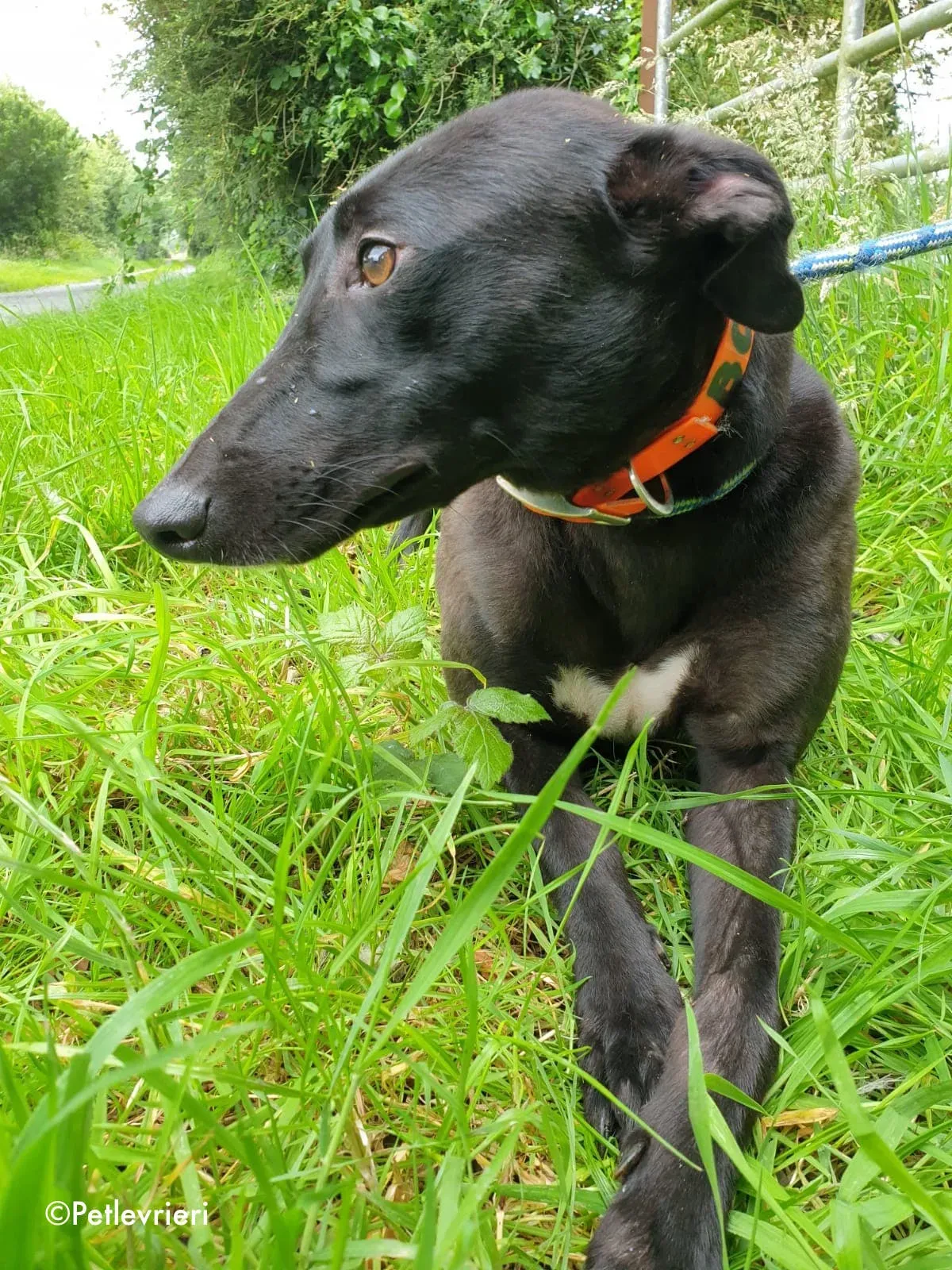 lauren adozione levrieri greyhound 7