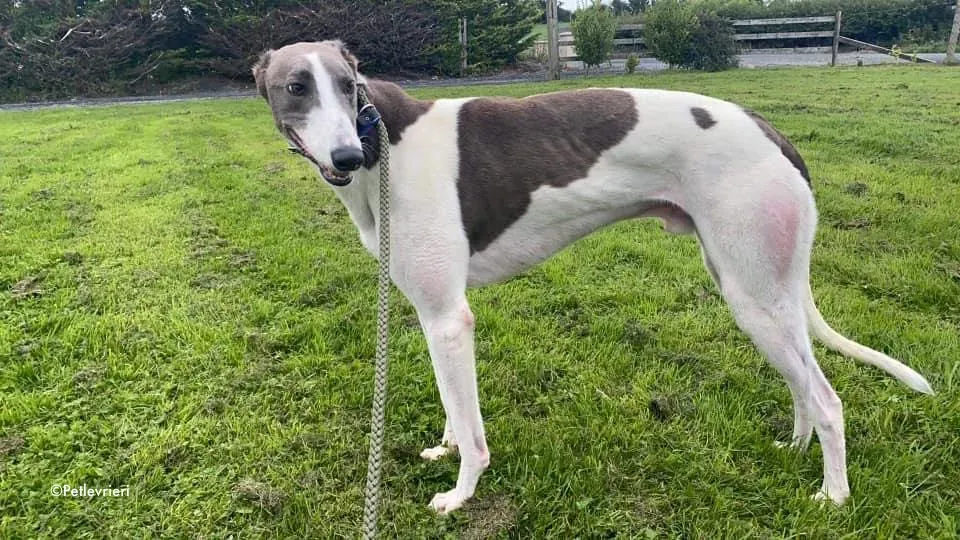 laurent adozione levrieri greyhound 1 1