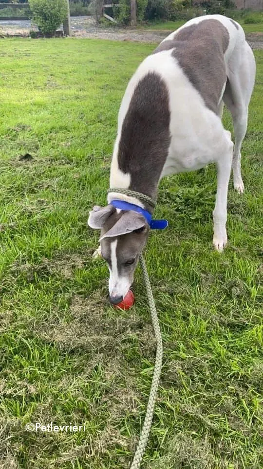 laurent adozione levrieri greyhound 2 1