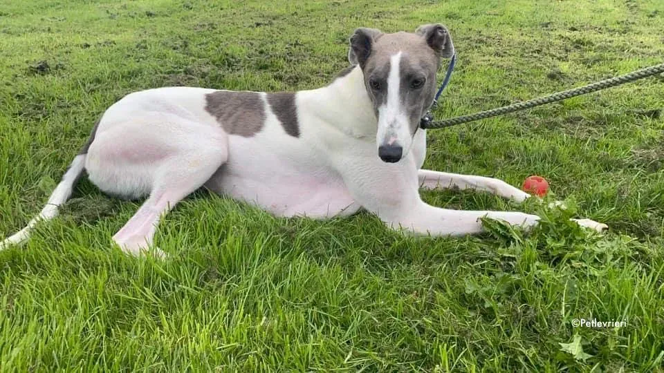 laurent adozione levrieri greyhound 3 1
