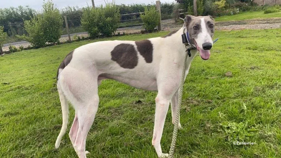 laurent adozione levrieri greyhound 4 1