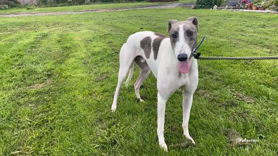laurent adozione levrieri greyhound 5