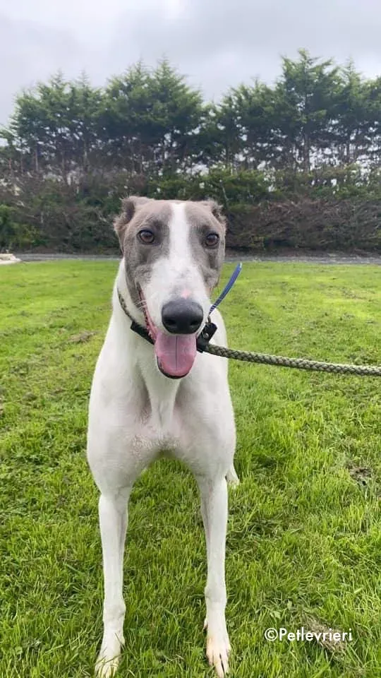 laurent adozione levrieri greyhound 6