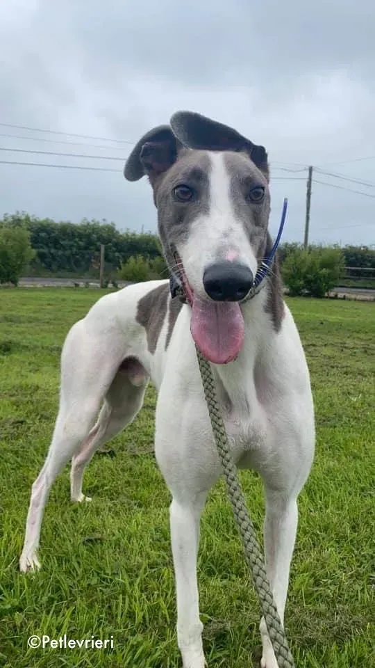 laurent adozione levrieri greyhound 7