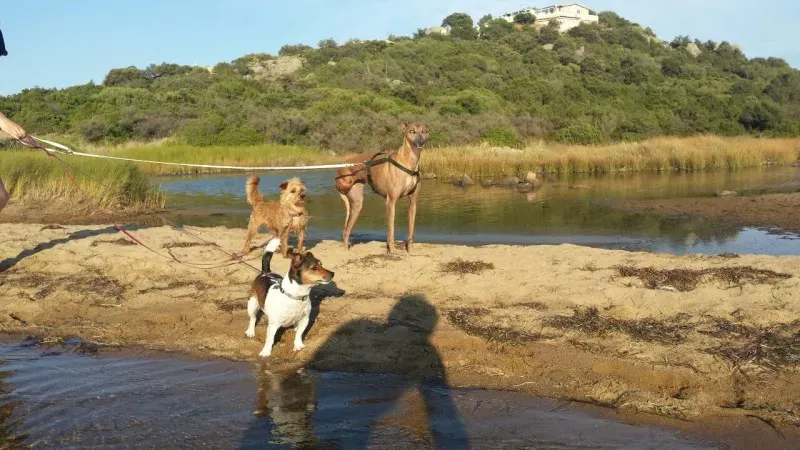 le sorelle di Womble