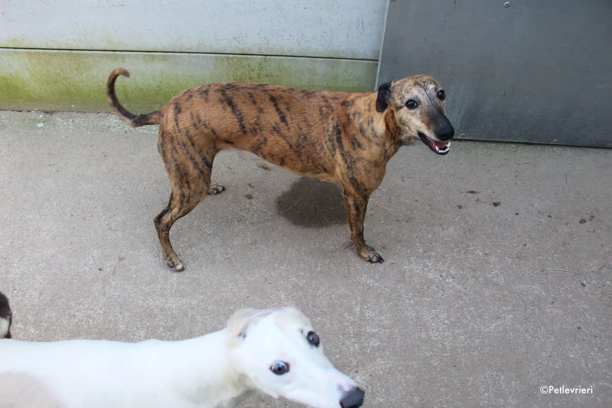 leah adozione levrieri greyhound 1