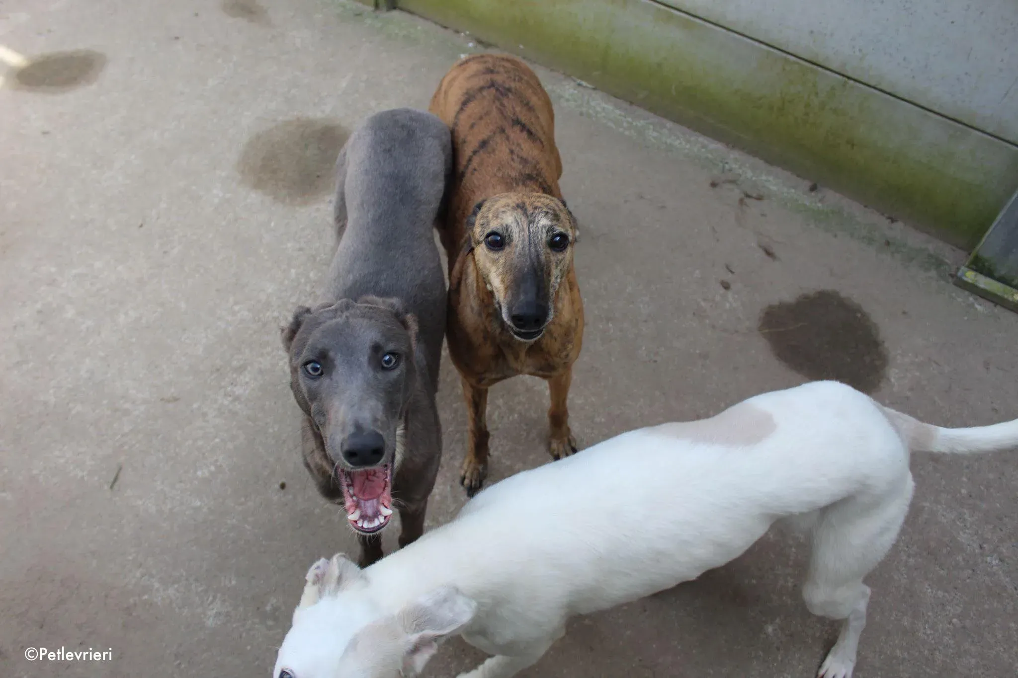 leah leonard adozione levrieri greyhound 1