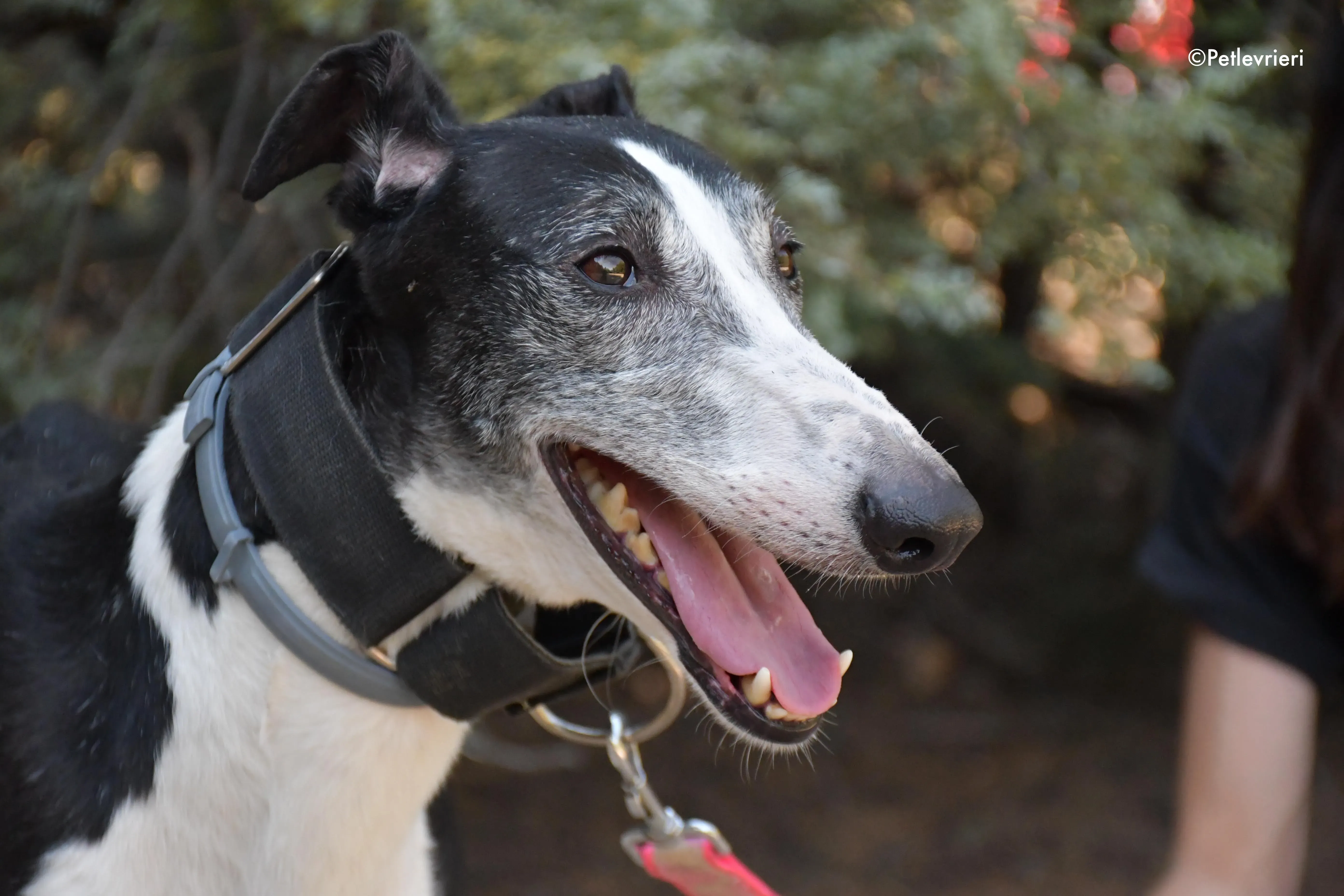 lego adozione levrieri galgo 1