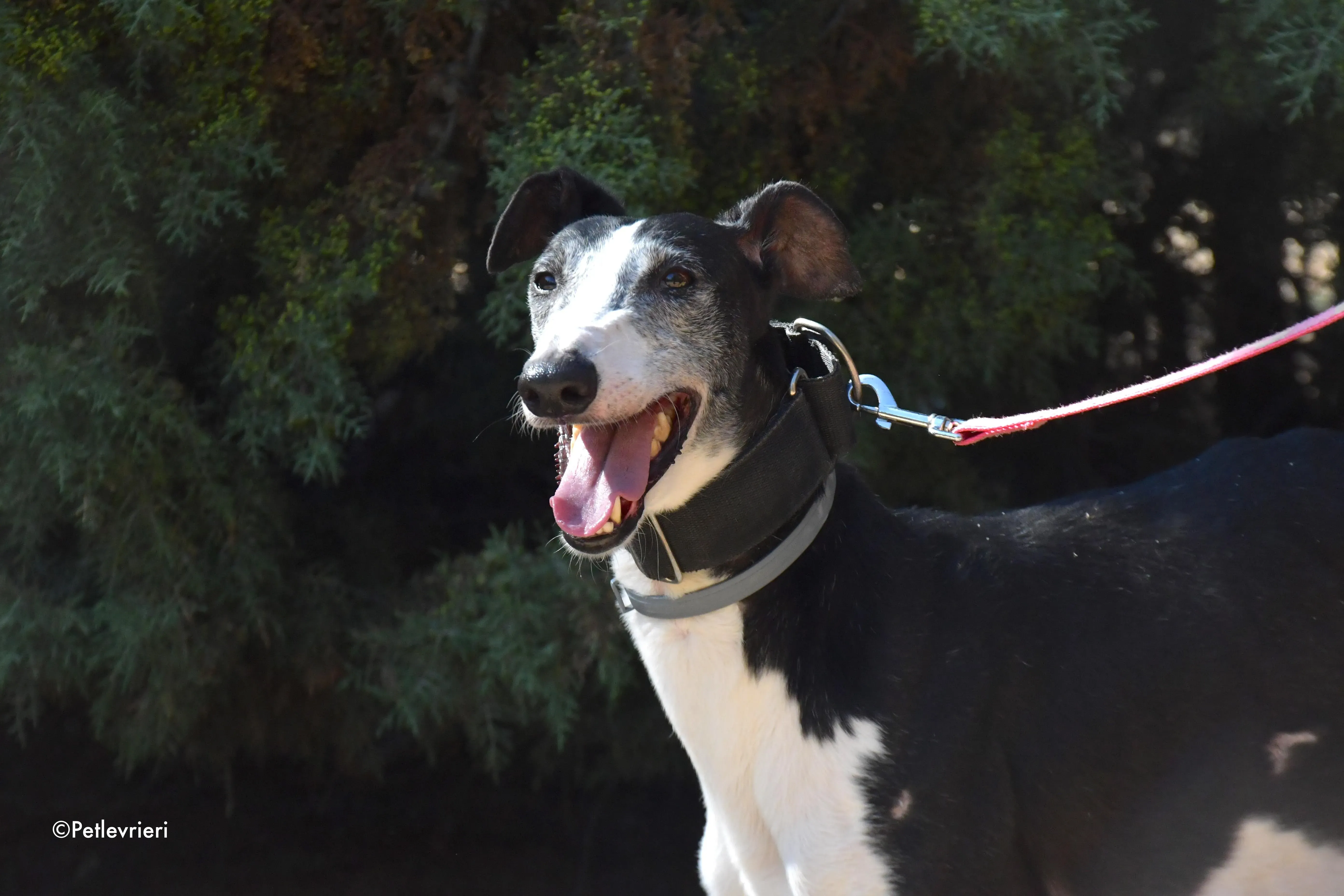 lego adozione levrieri galgo 10