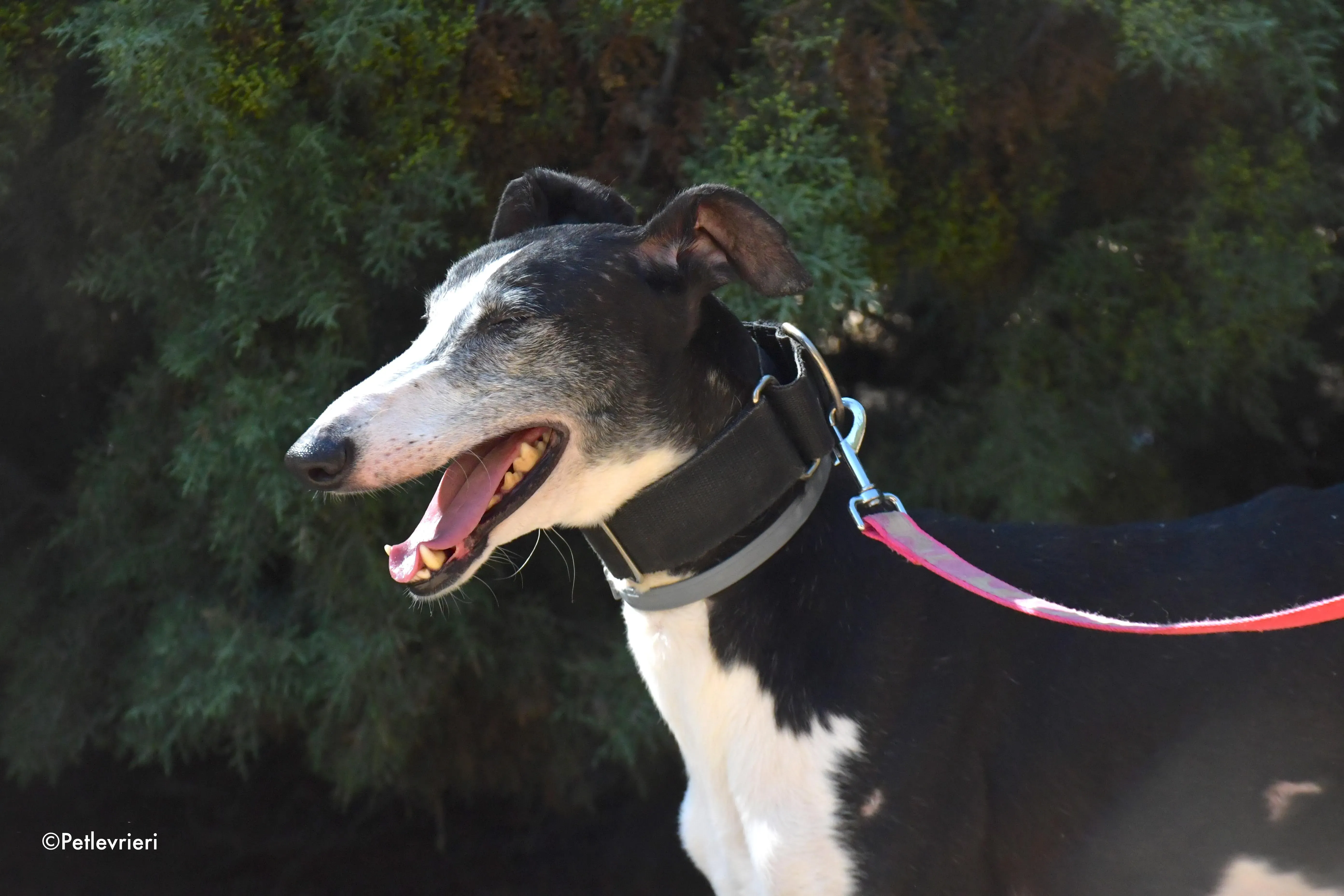 lego adozione levrieri galgo 11