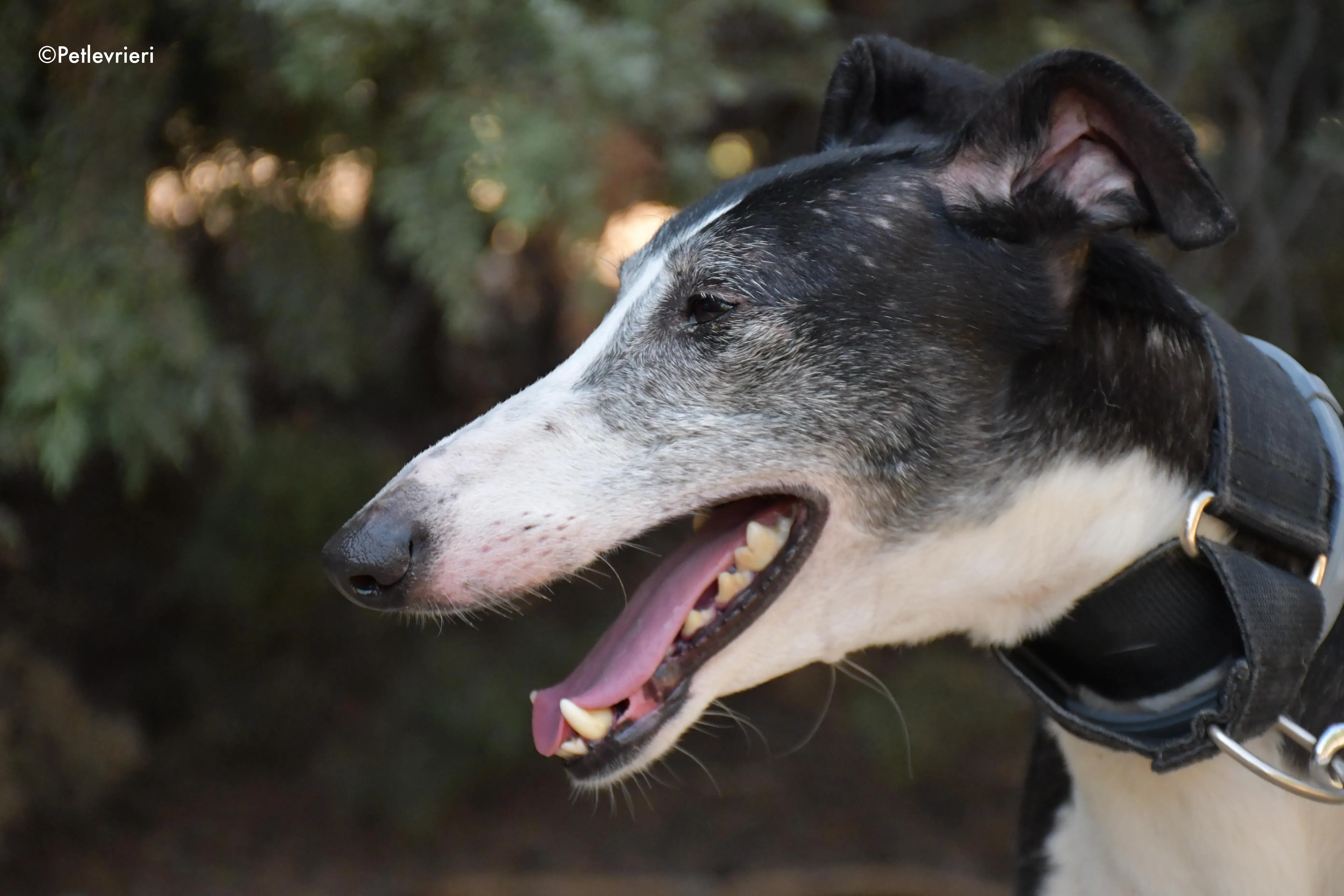 lego adozione levrieri galgo 2