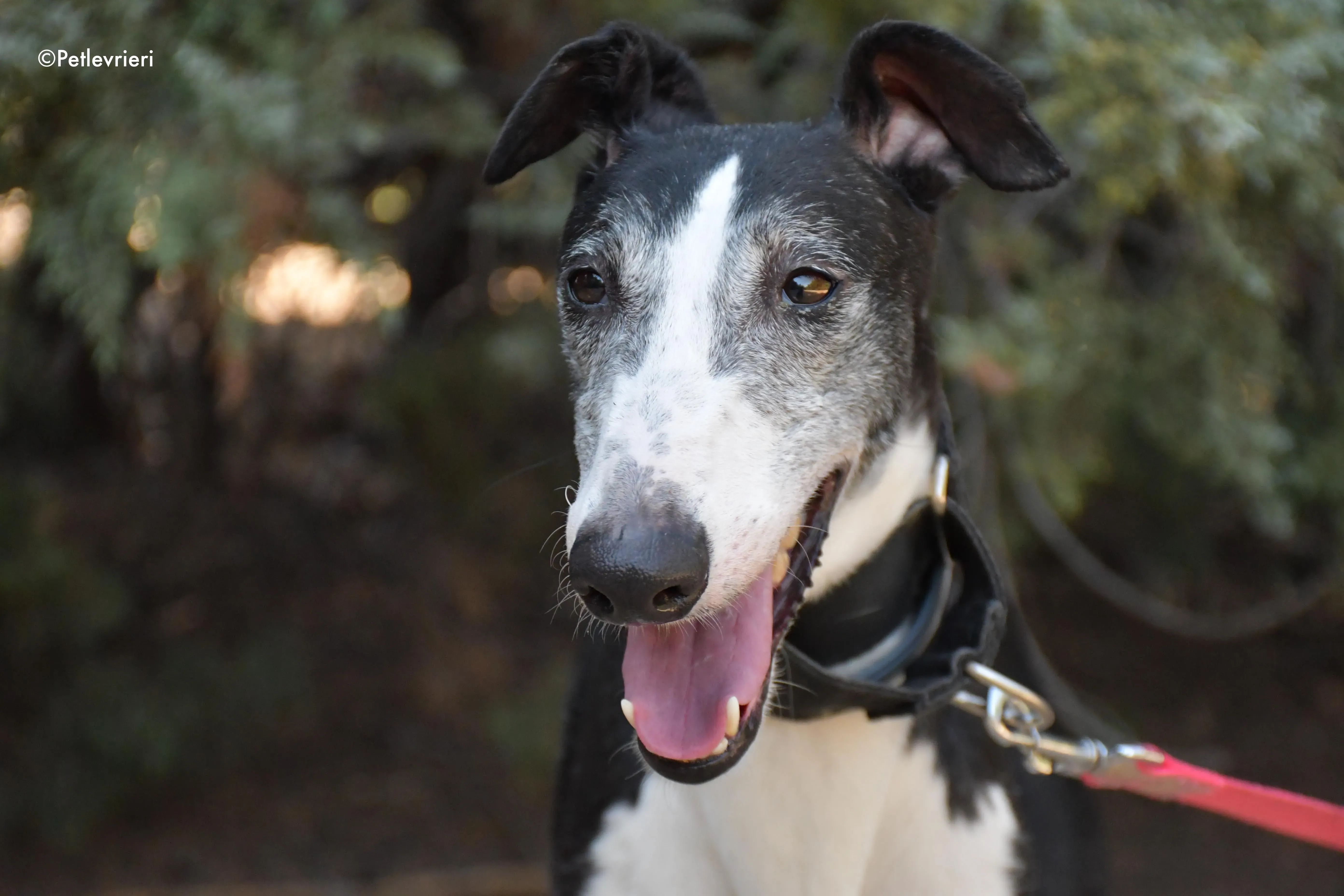 lego adozione levrieri galgo 3