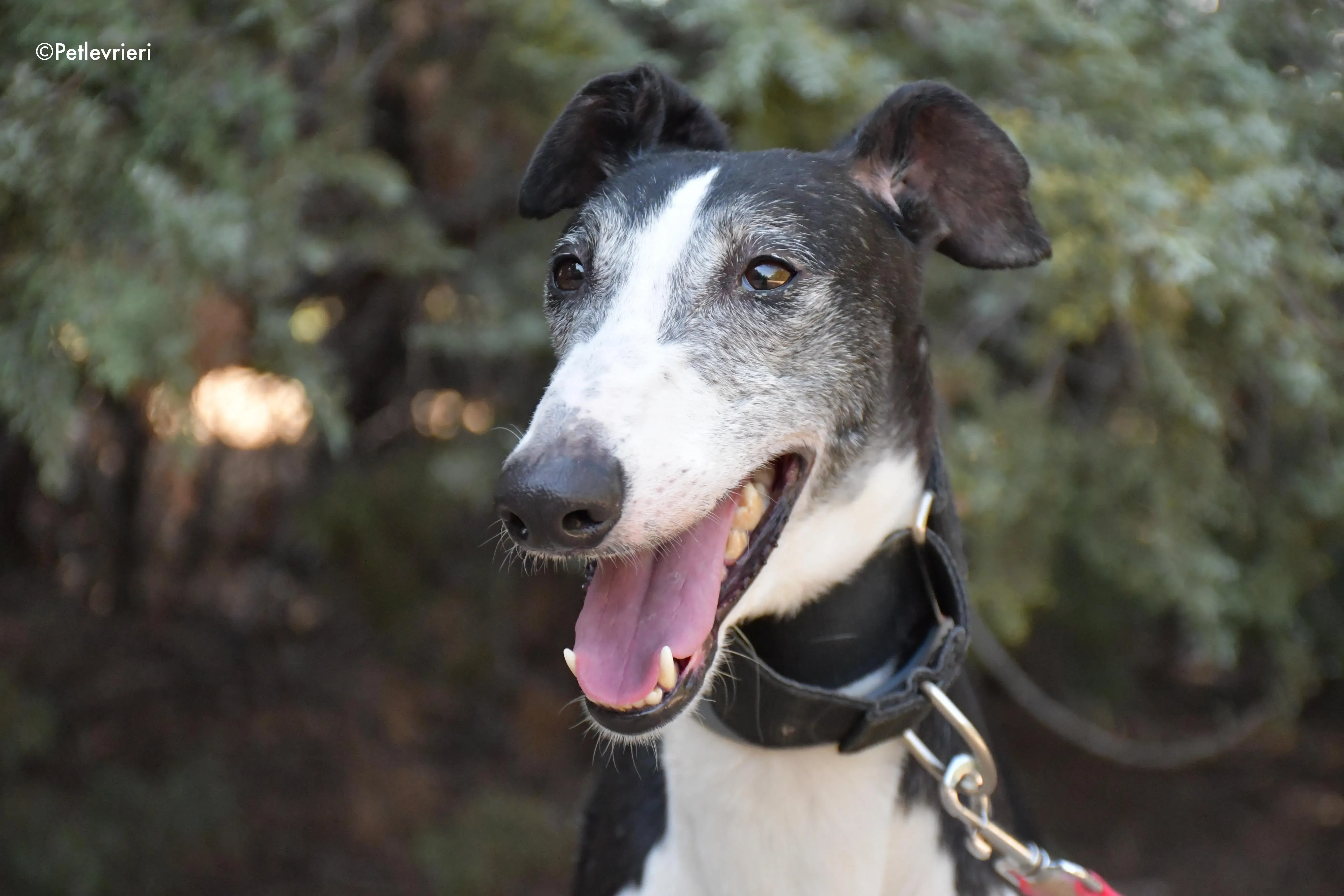 lego adozione levrieri galgo 4