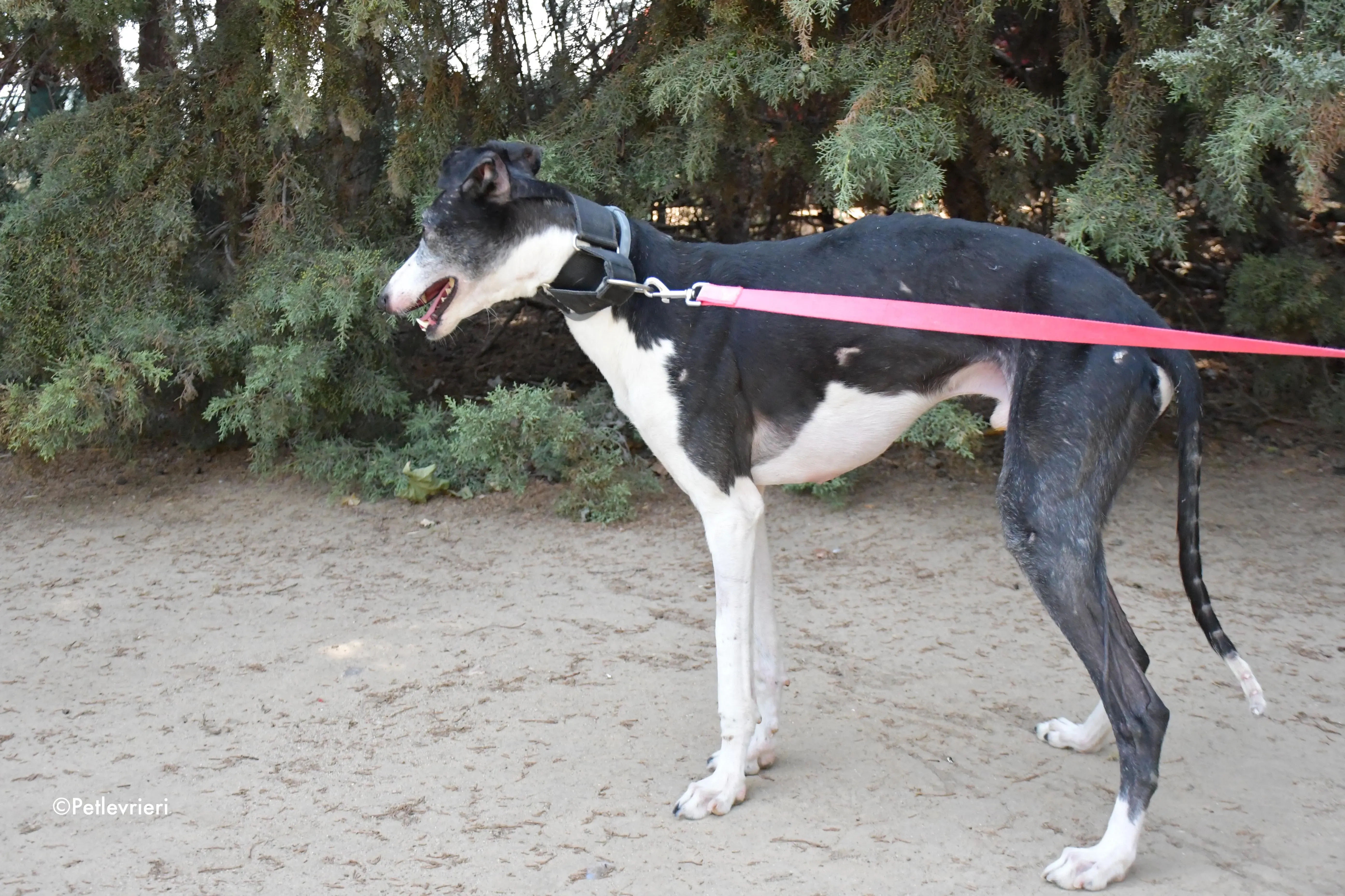 lego adozione levrieri galgo 5