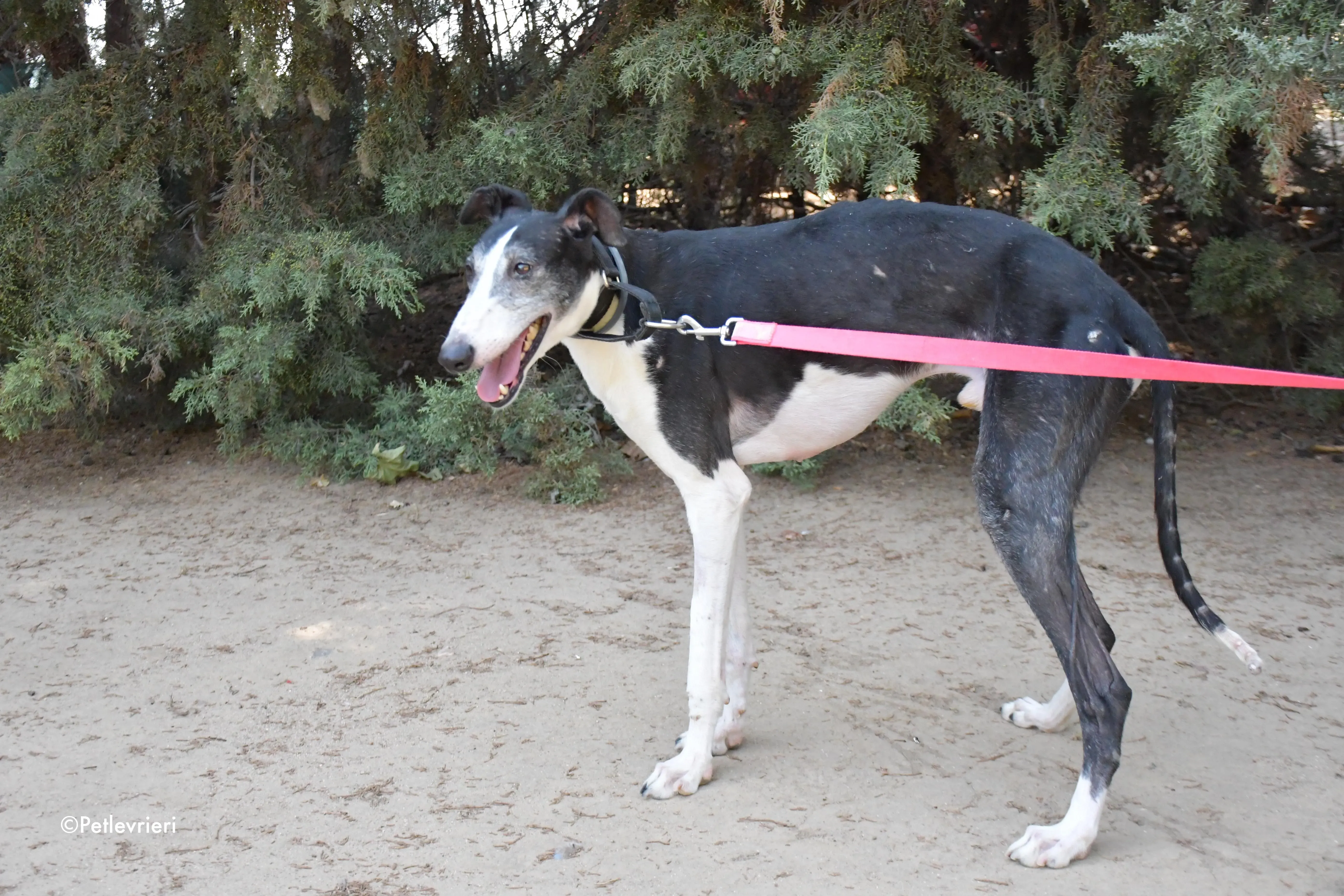 lego adozione levrieri galgo 6