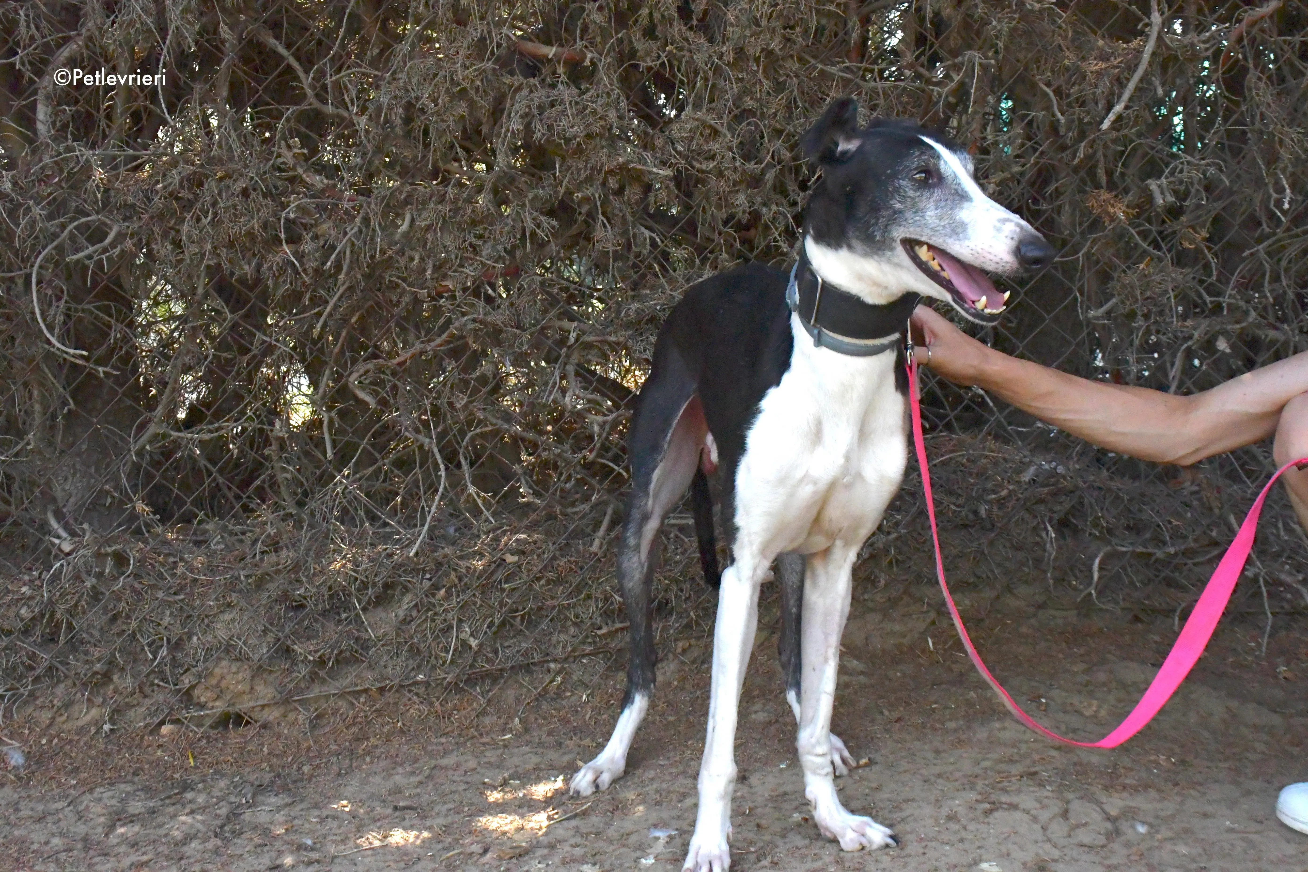 lego adozione levrieri galgo 7