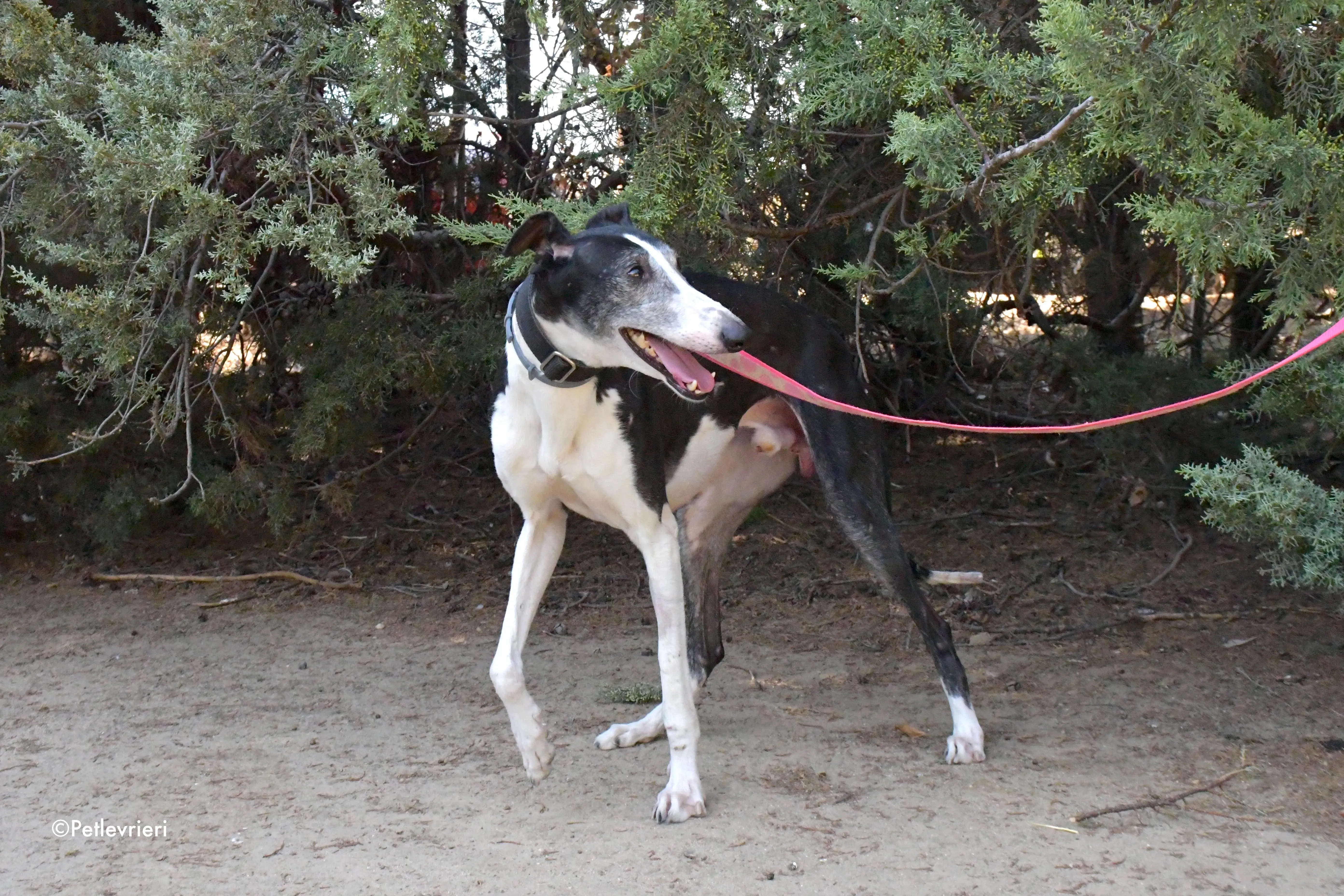 lego adozione levrieri galgo 8