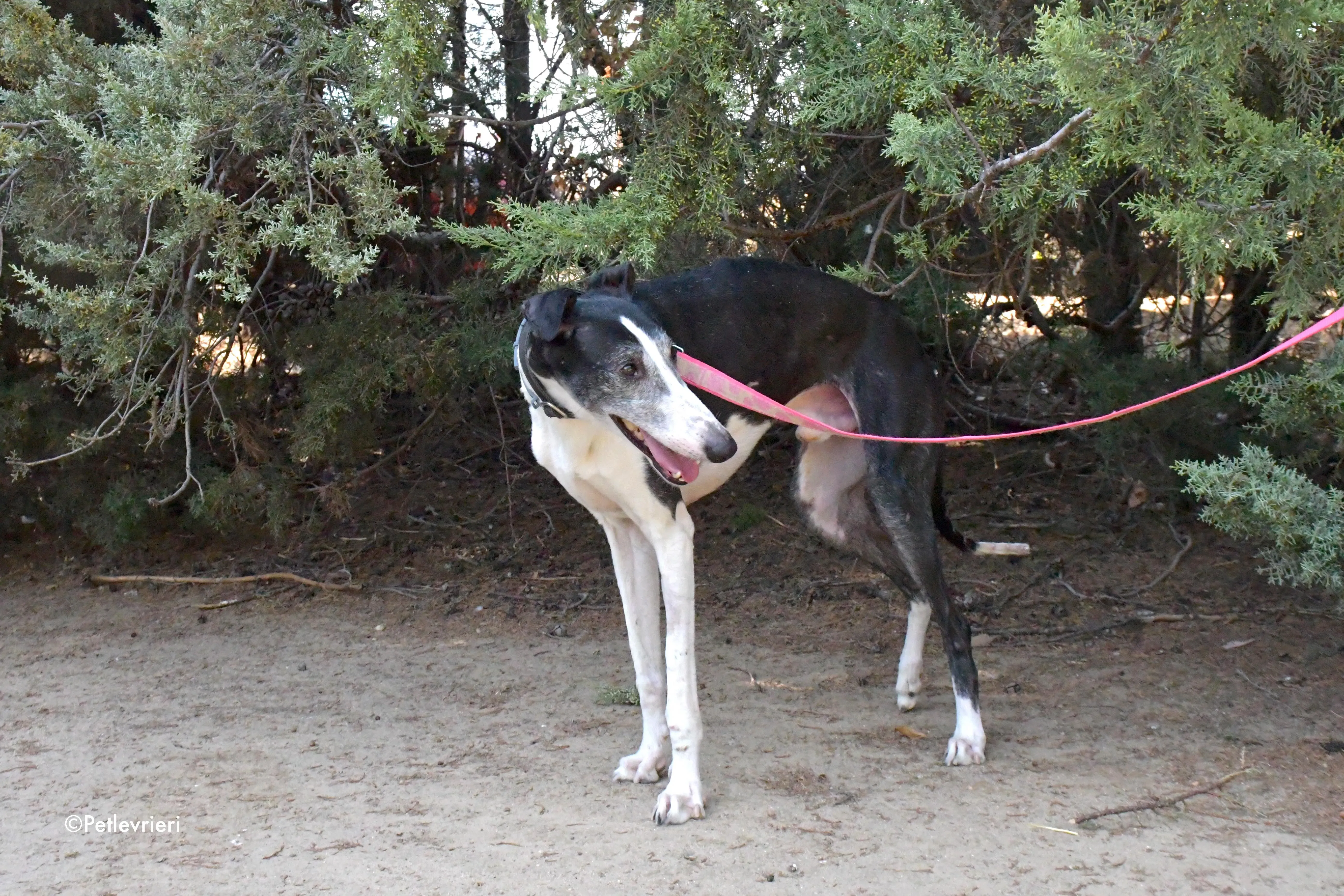 lego adozione levrieri galgo 9