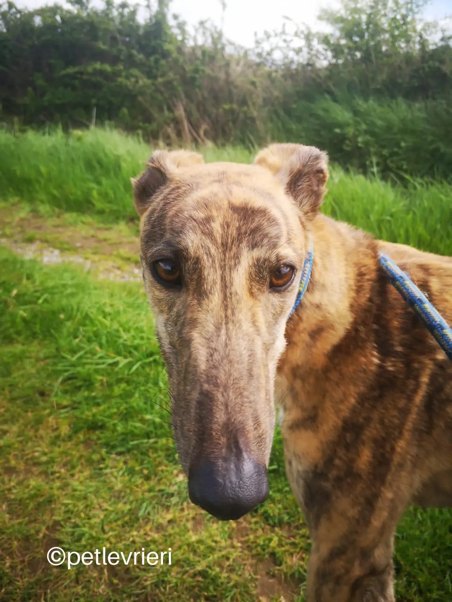 lena greyhound adzione petlevrieri 01