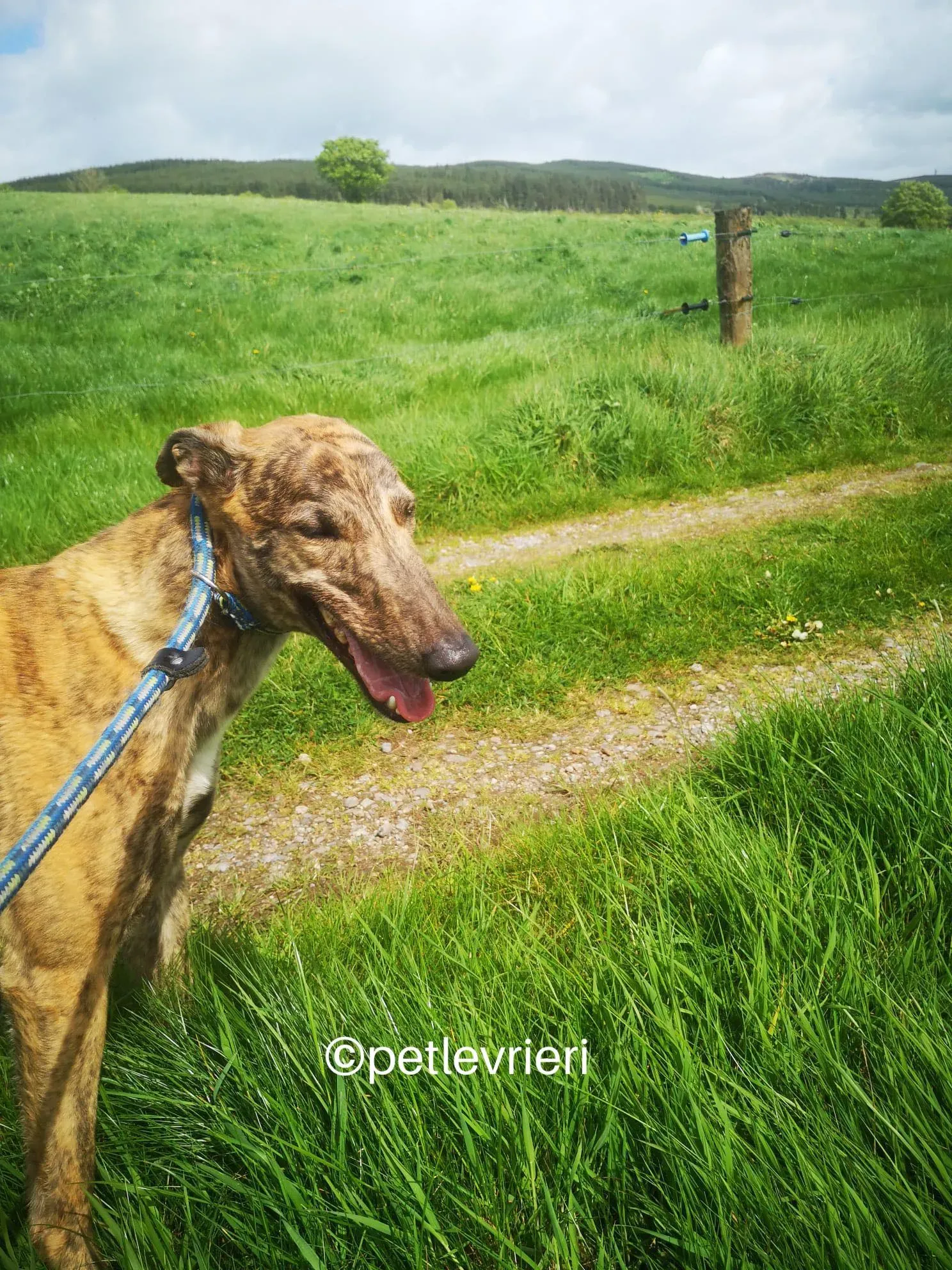 lena greyhound adzione petlevrieri 02