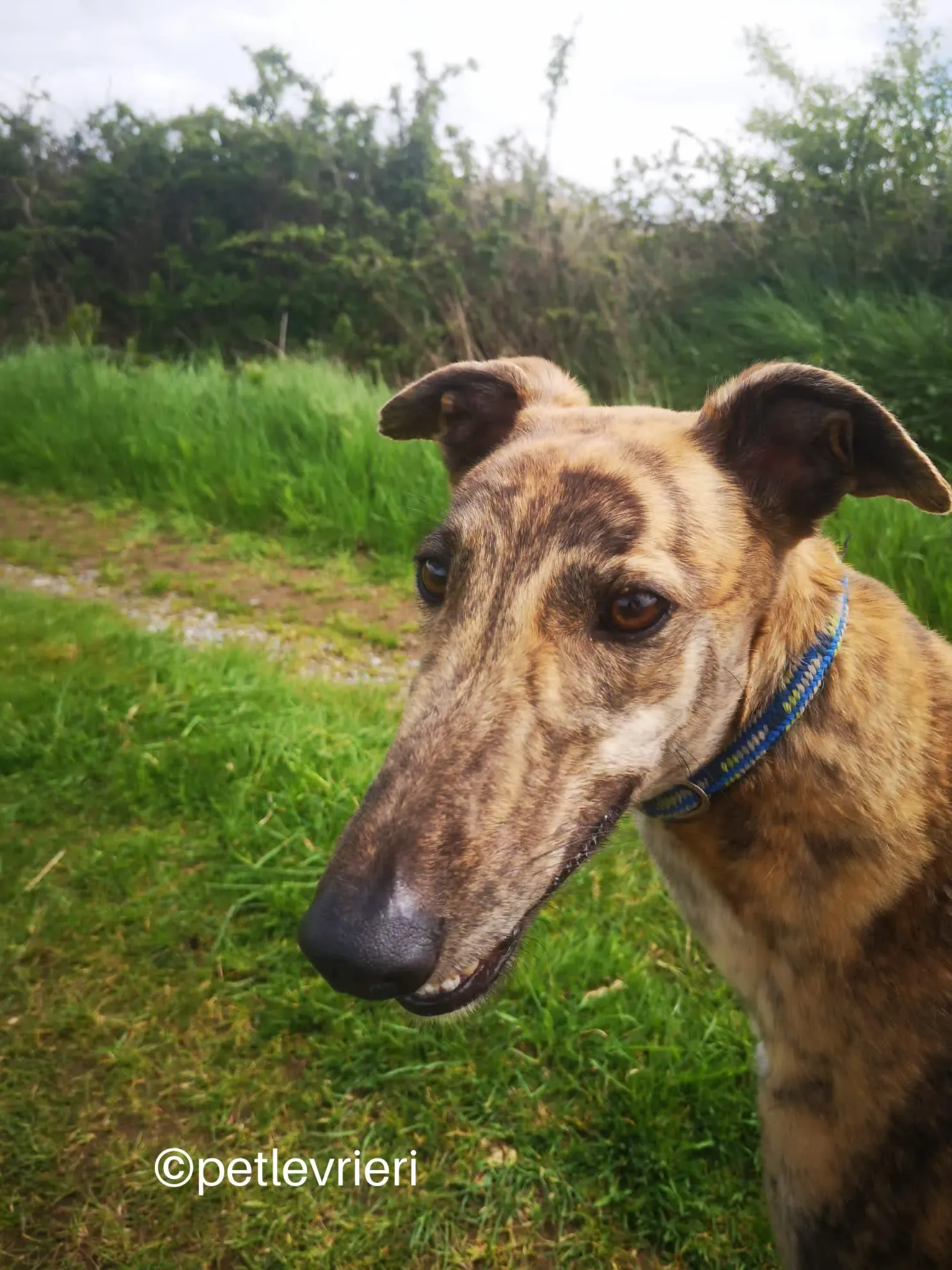 lena greyhound adzione petlevrieri 03