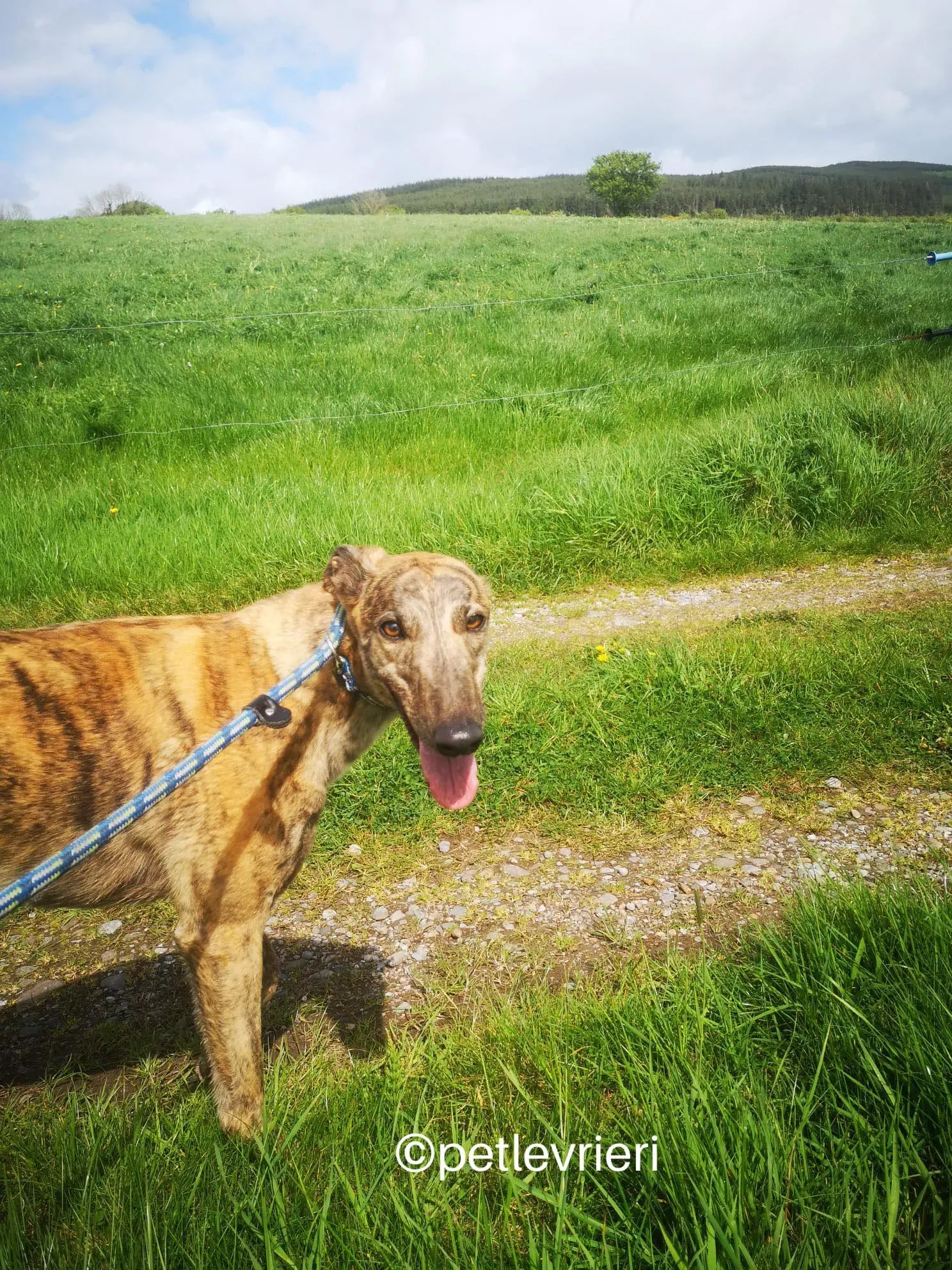 lena greyhound adzione petlevrieri 04