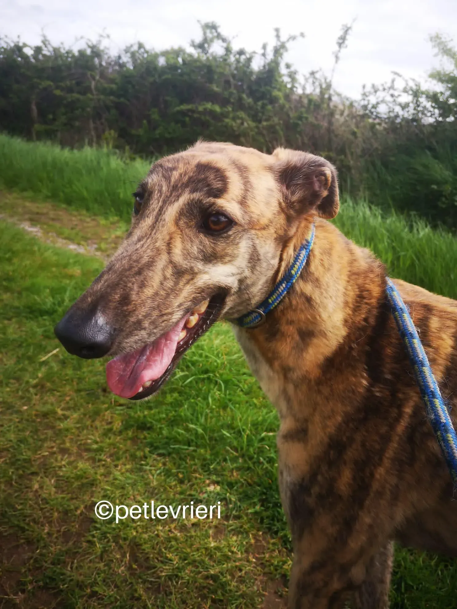 lena greyhound adzione petlevrieri 05