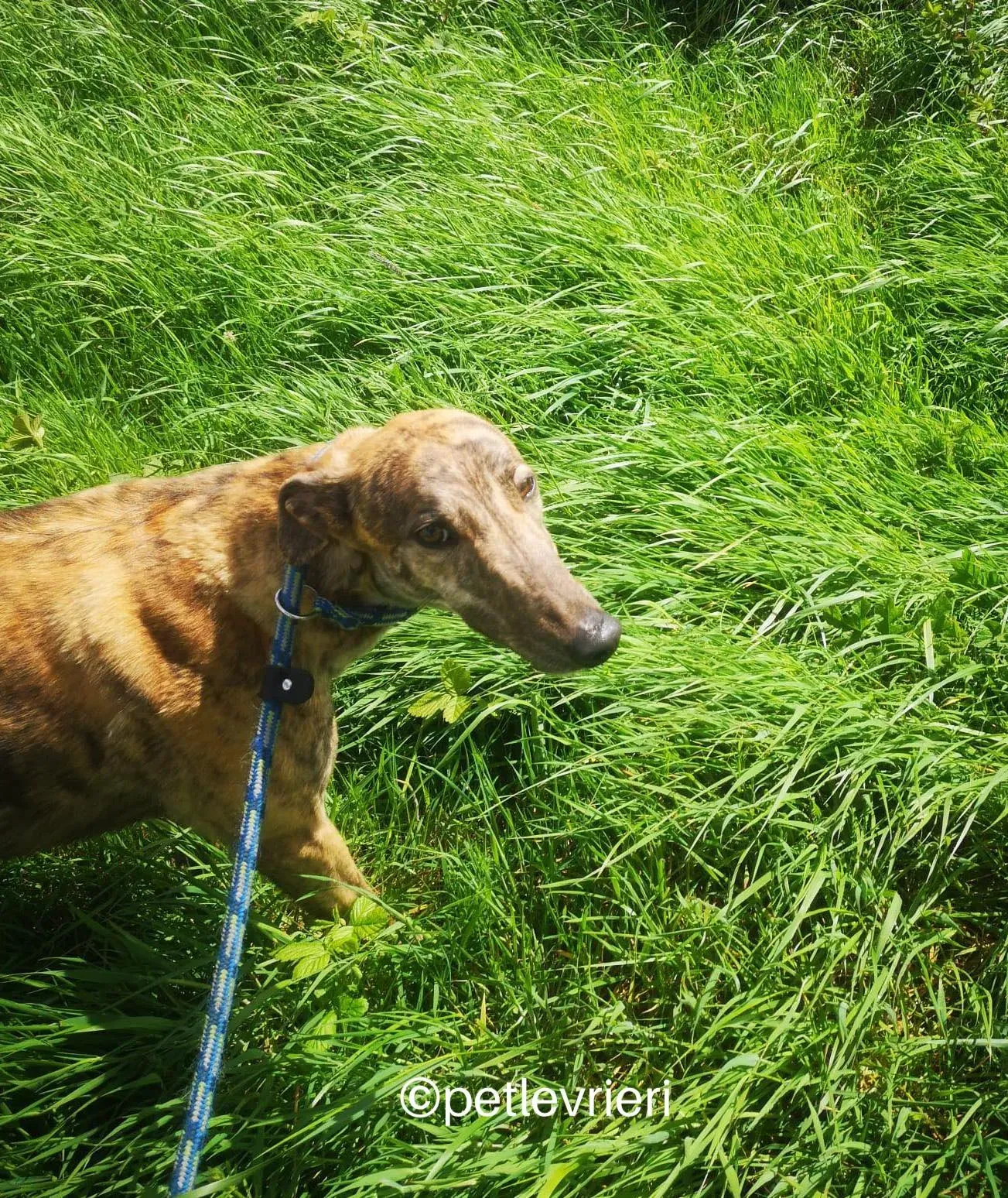 lena greyhound adzione petlevrieri 06