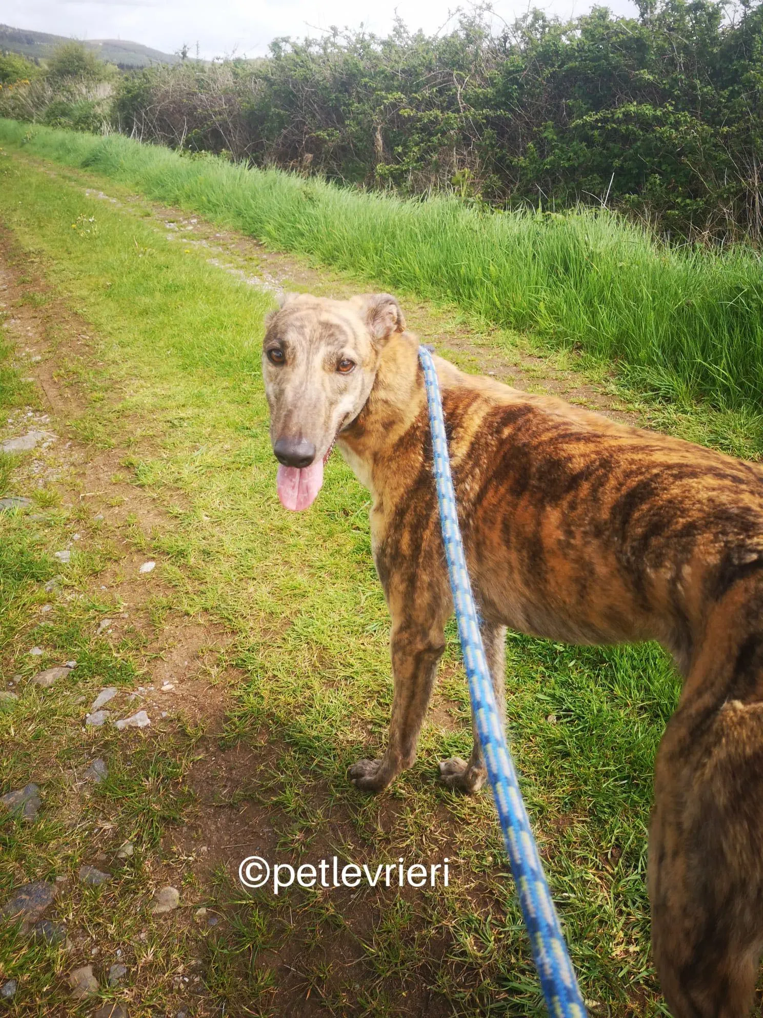 lena greyhound adzione petlevrieri 07