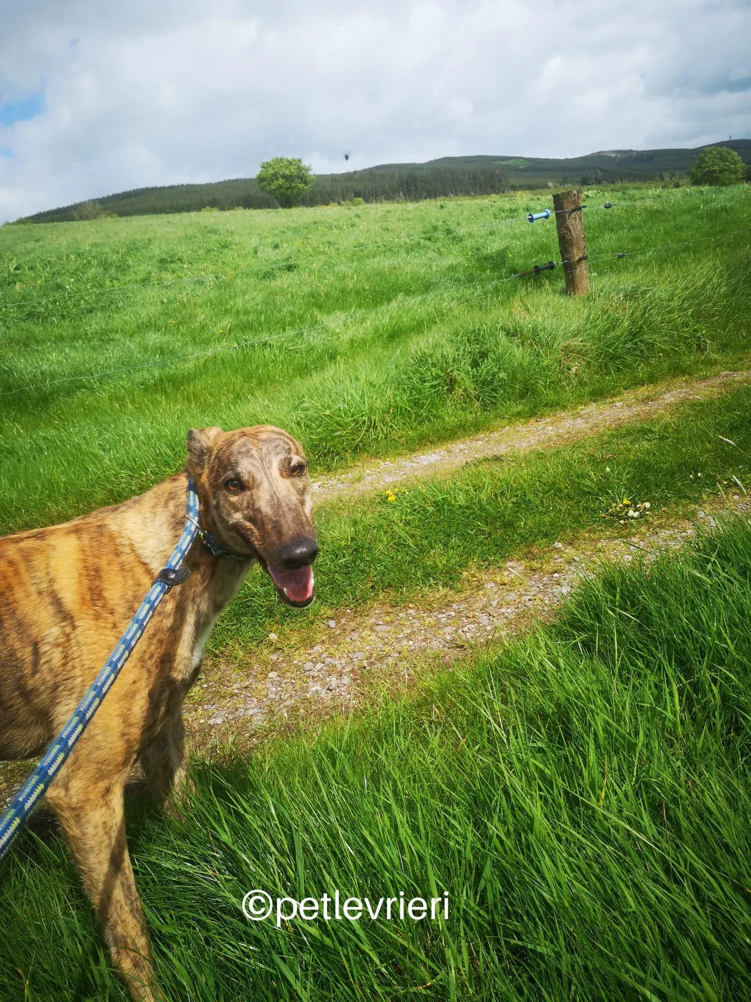 lena greyhound adzione petlevrieri 08