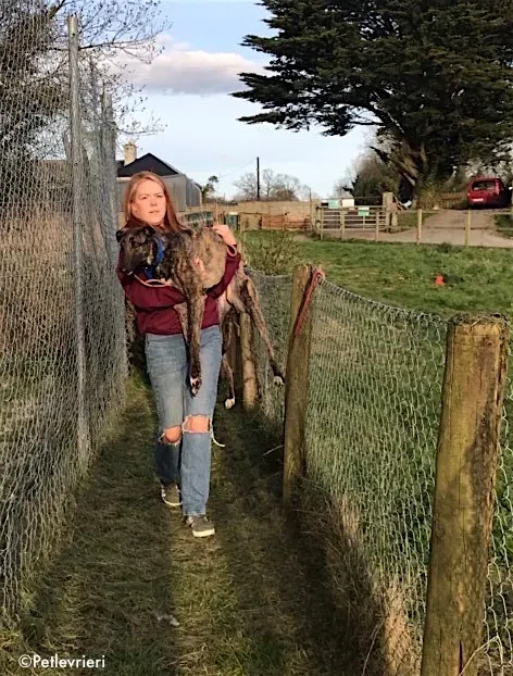 lendl adozione levrieri greyhound 1