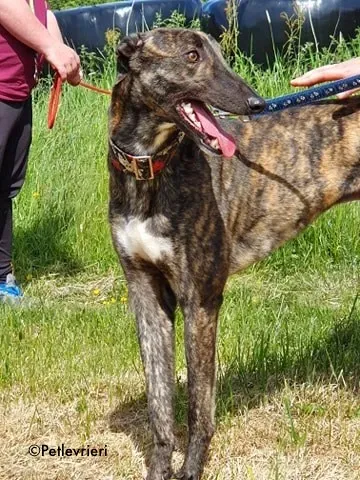 lendl adozione levrieri greyhound 10