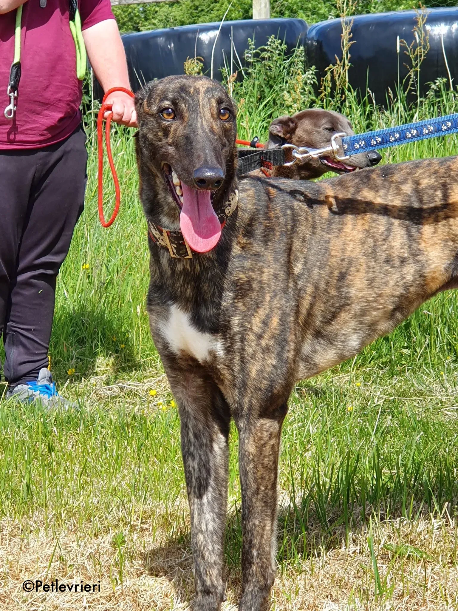 lendl adozione levrieri greyhound 11