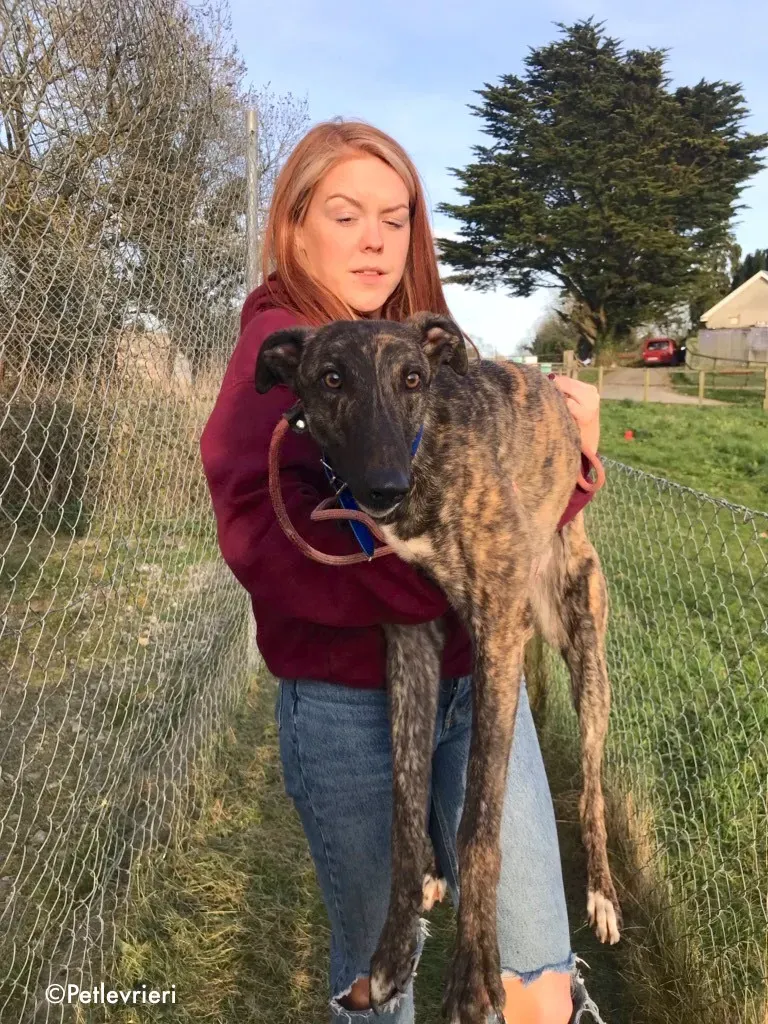 lendl adozione levrieri greyhound 2