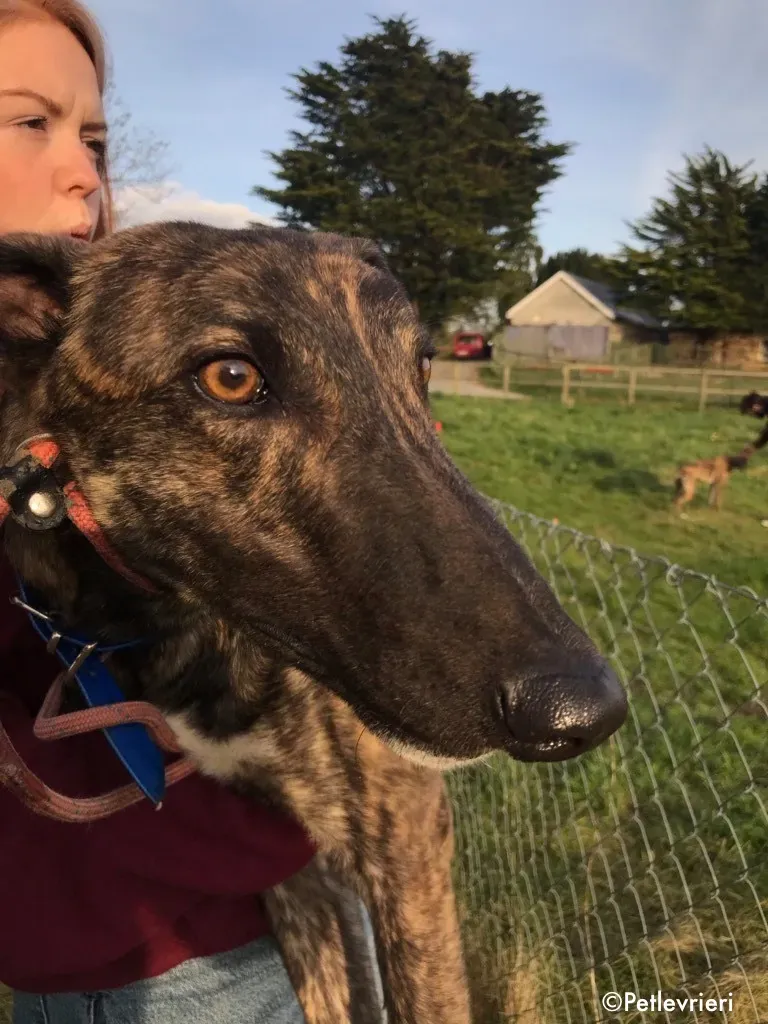 lendl adozione levrieri greyhound 3