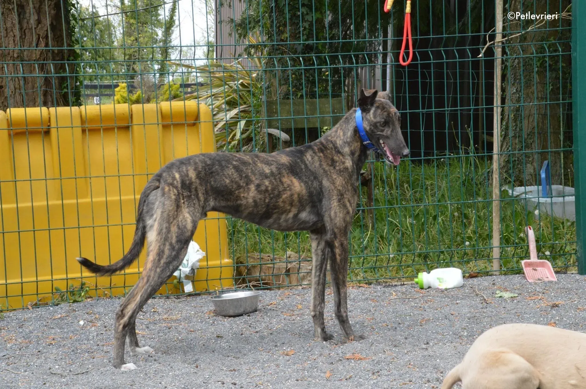 lendl adozione levrieri greyhound 4