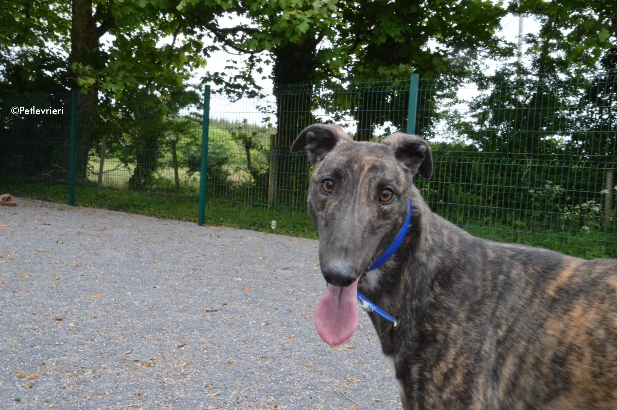 lendl adozione levrieri greyhound 5