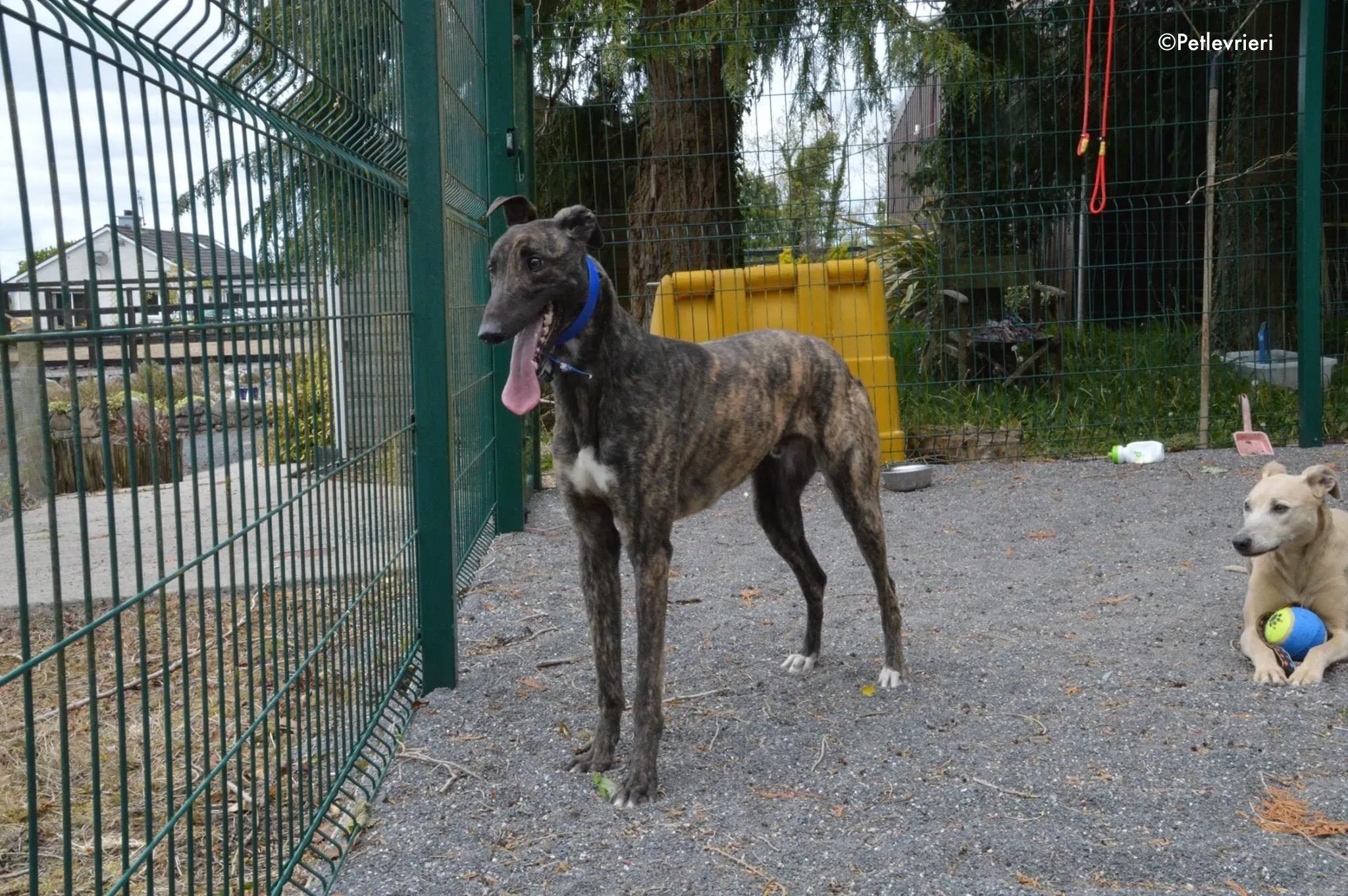 lendl adozione levrieri greyhound 6